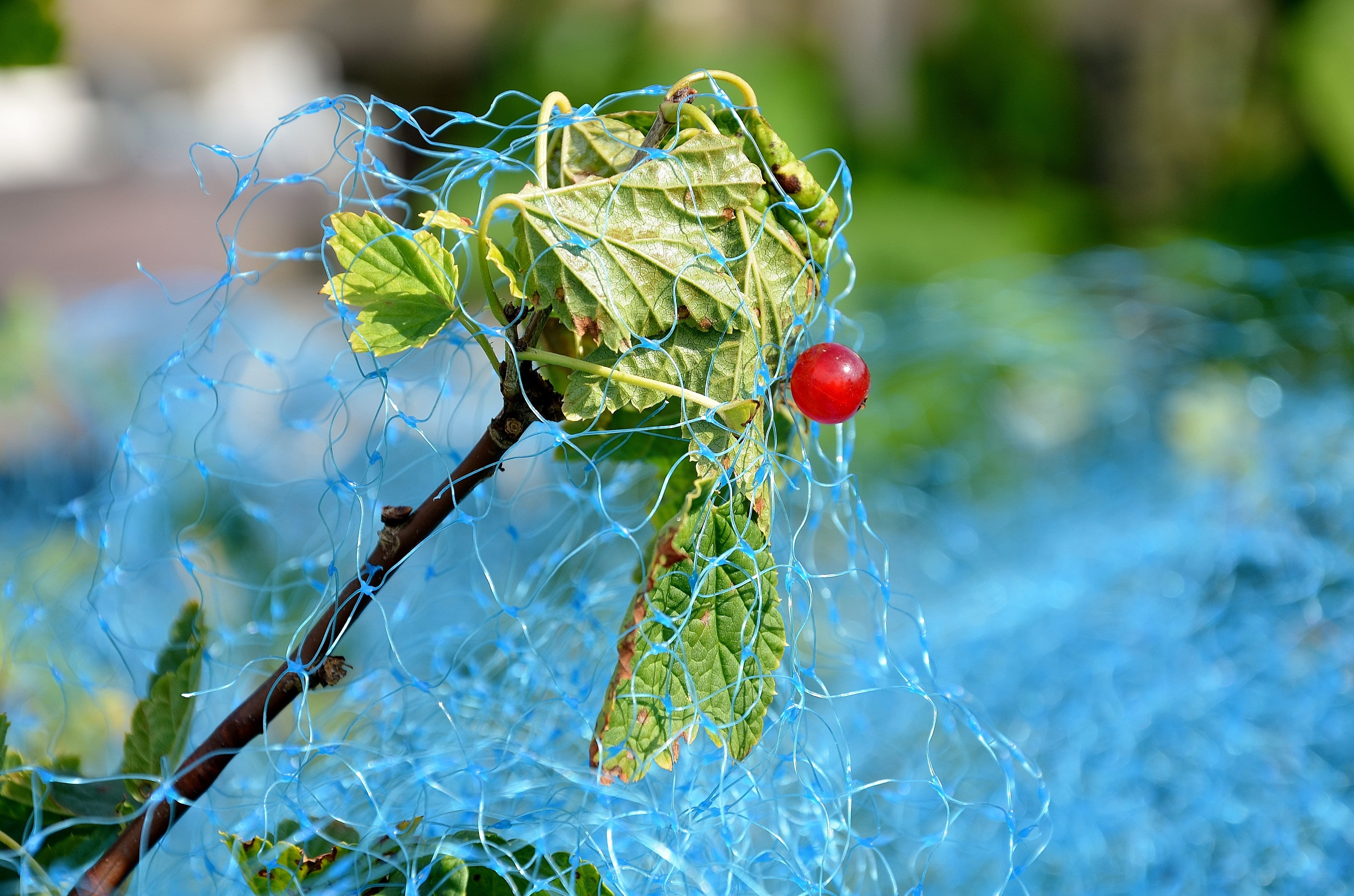 leaf, day, bird protection, greenhouse, red, ribes, bird protection net, animal wildlife, animal, freshness, green color, close-up, healthy eating, currant, HD Wallpaper