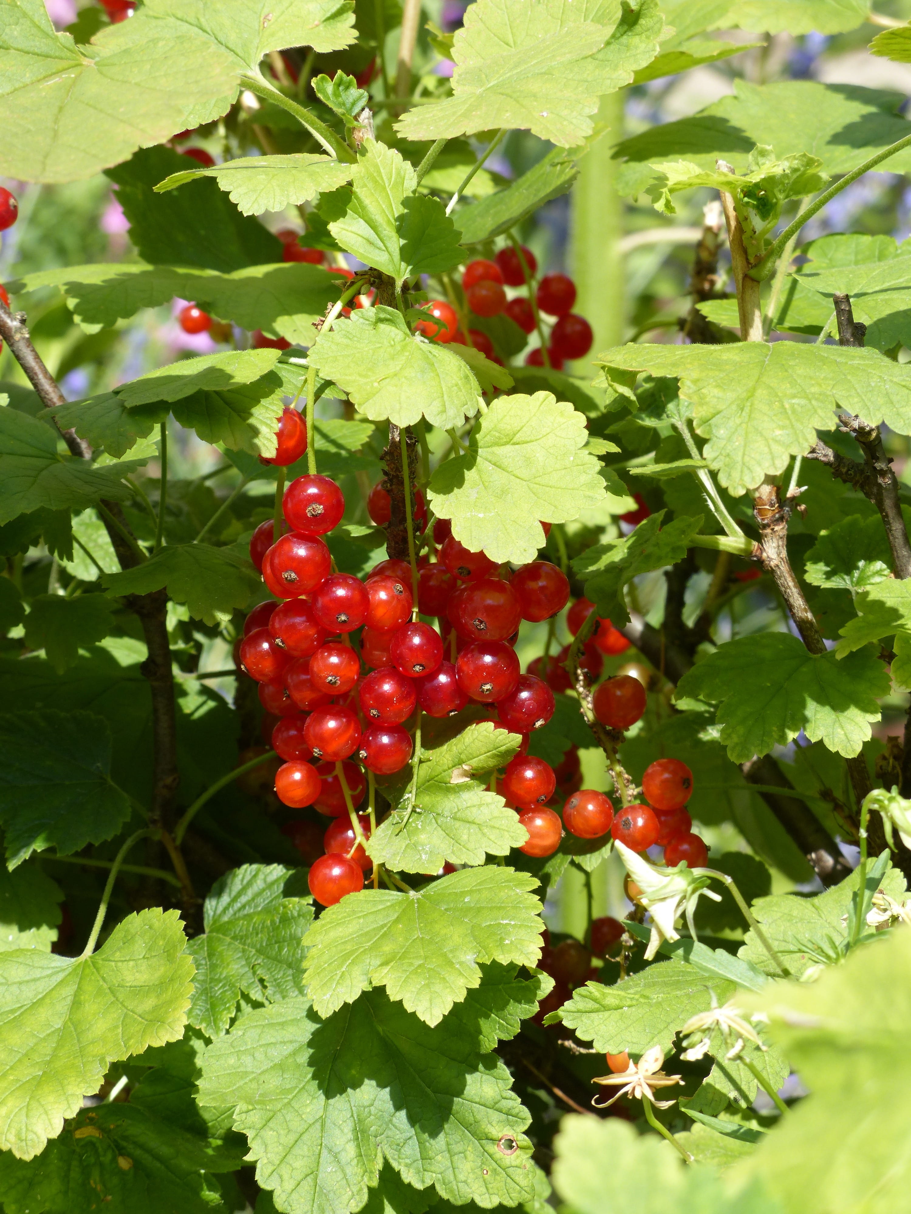 currant, day, food and drink, nature, autumn, food, gooseberry greenhouse, ribes rubrum, plant, fruit, summer, eat, harvesting, rowanberry, tree, crop, Phone HD Wallpaper