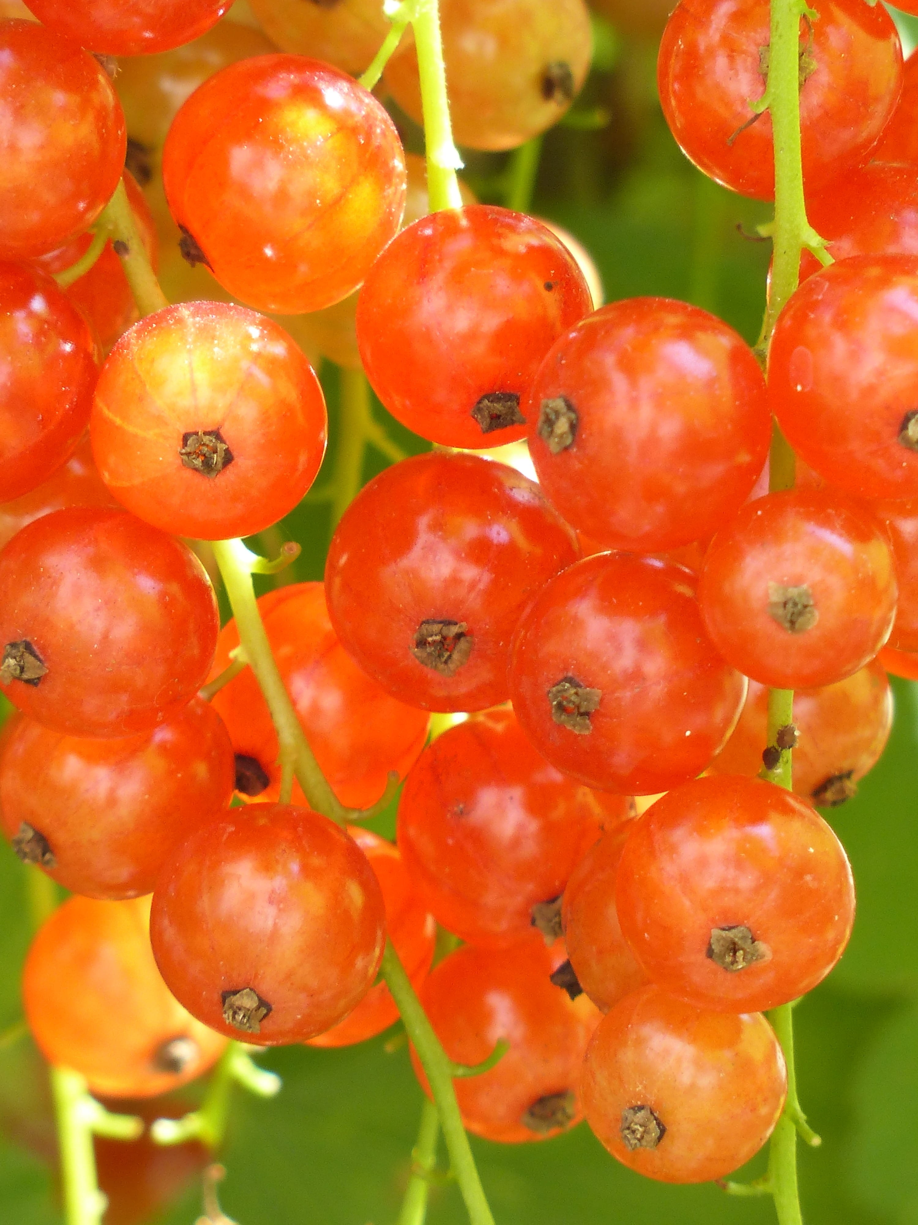 eat, ribes, focus on foreground, soft fruit, healthy eating, 4K, large group of objects, traeuble, vegetable, currants, semi mature, ripe, wellbeing, Mature, Phone HD Wallpaper