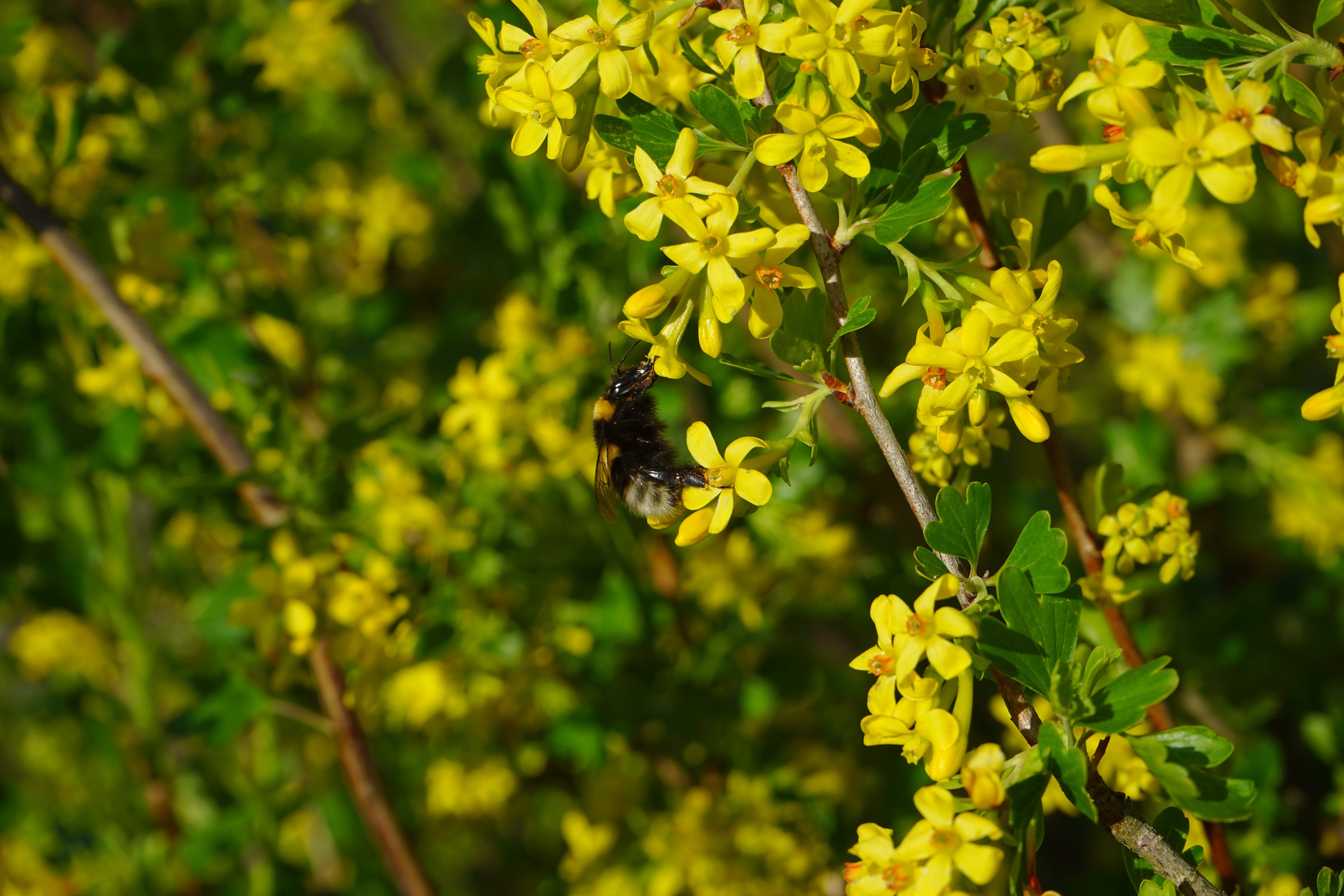 animals in the wild, bush, freshness, flower head, grossulariaceae, bee, shrub, green color, day, pollination, ribes aureum, flowers, flower, currant, beauty in nature, HD Wallpaper