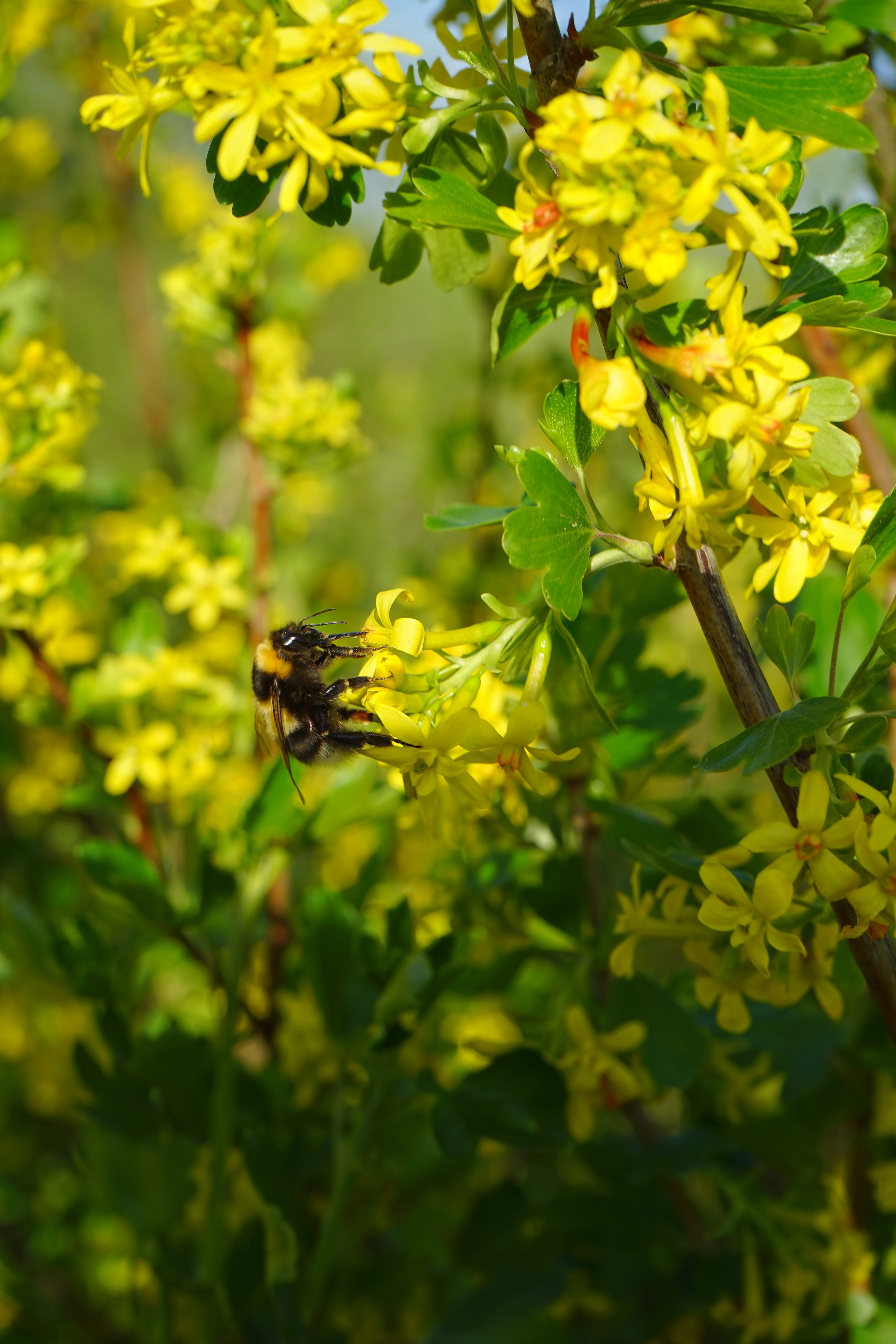 ribes, day, gooseberry greenhouse, invertebrate, freshness, animal, beauty in nature, bush, grossulariaceae, flowering plant, yellow, one animal, animal themes, Phone HD Wallpaper