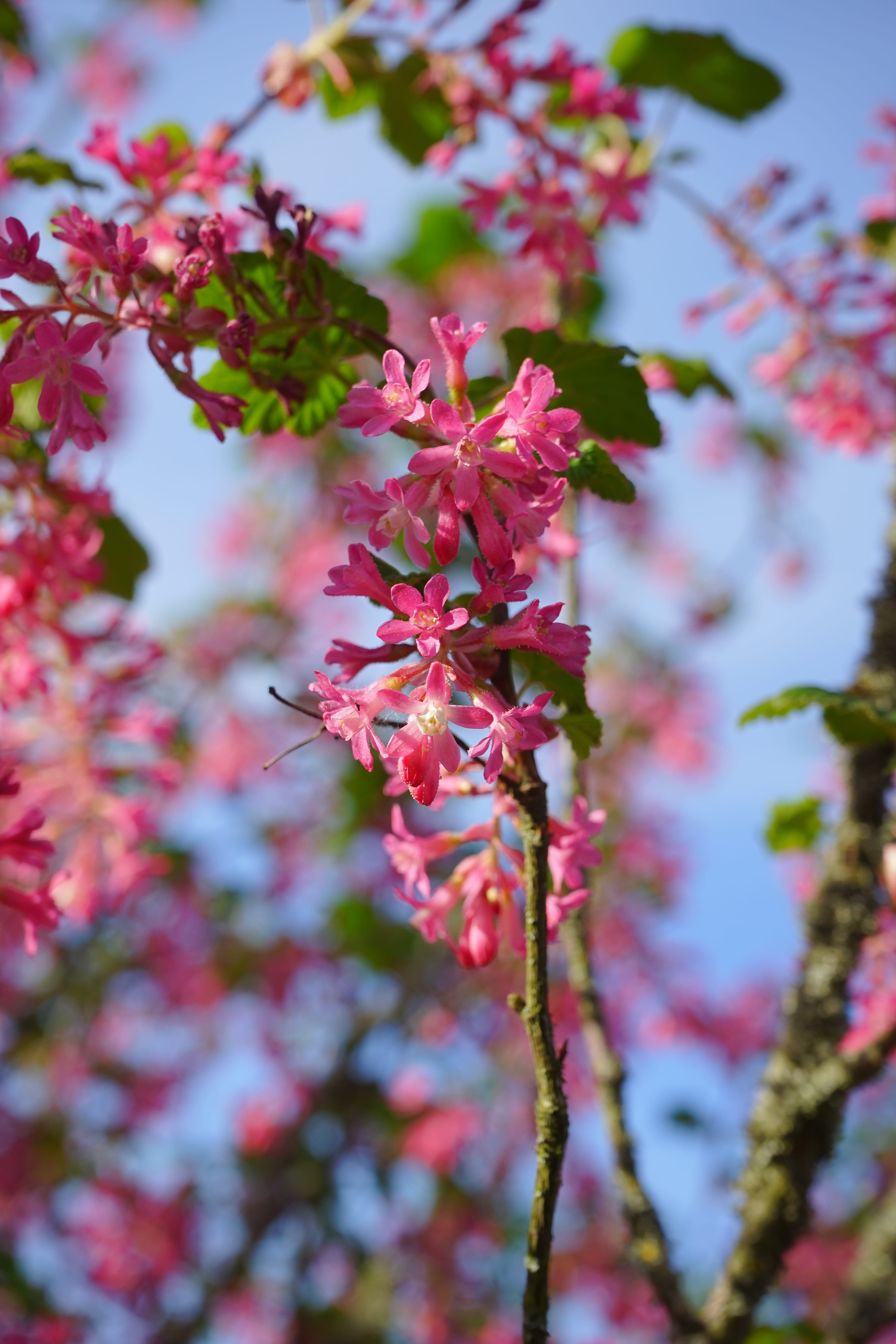 red, 5K, spring, cherry tree, grossulariaceae, bloom, fragility, plant, cherry blossom, pink color, ribes, no people, nature, vulnerability, beauty in nature, Phone HD Wallpaper