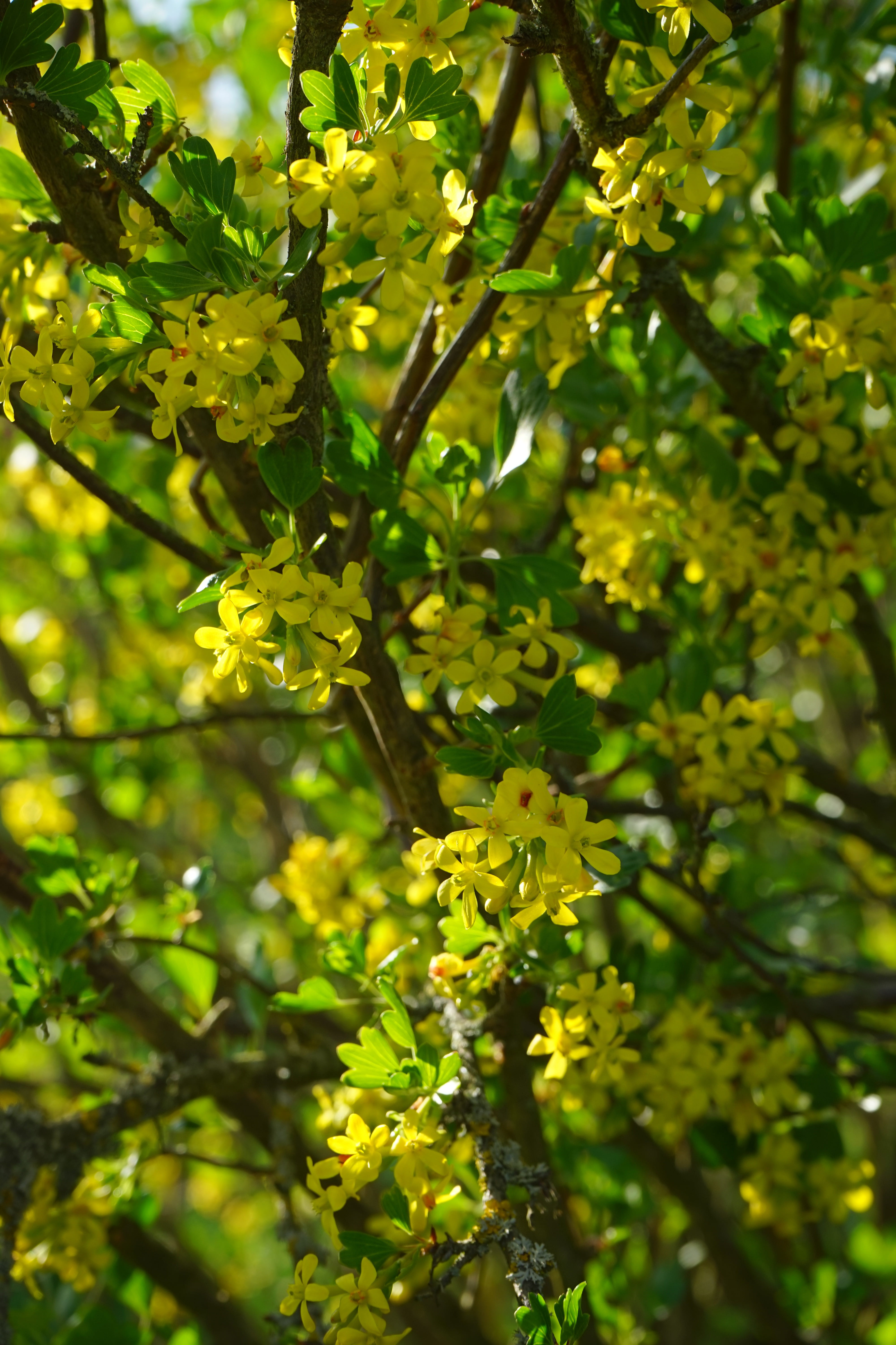 food, shrub, healthy eating, yellow, day, close-up, green color, ribes, flowers, gooseberry greenhouse, plant, nature, plant part, tree, growth, food and drink, Phone HD Wallpaper