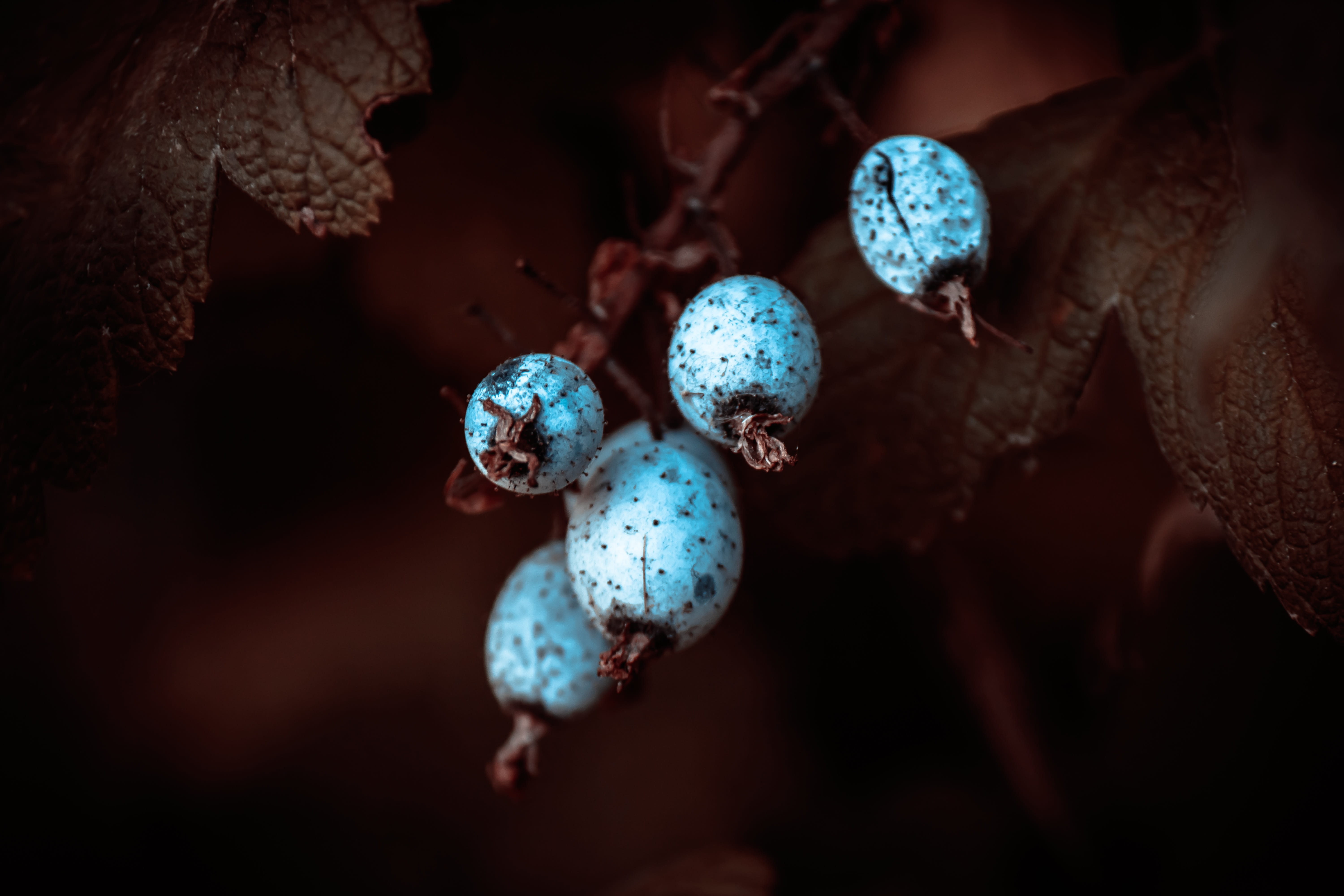 ripe, animal wildlife, animals in the wild, food and drink, gooseberry greenhouse, nature, plant, bush, group of animals, blue, berry fruit, red, animal themes, HD Wallpaper