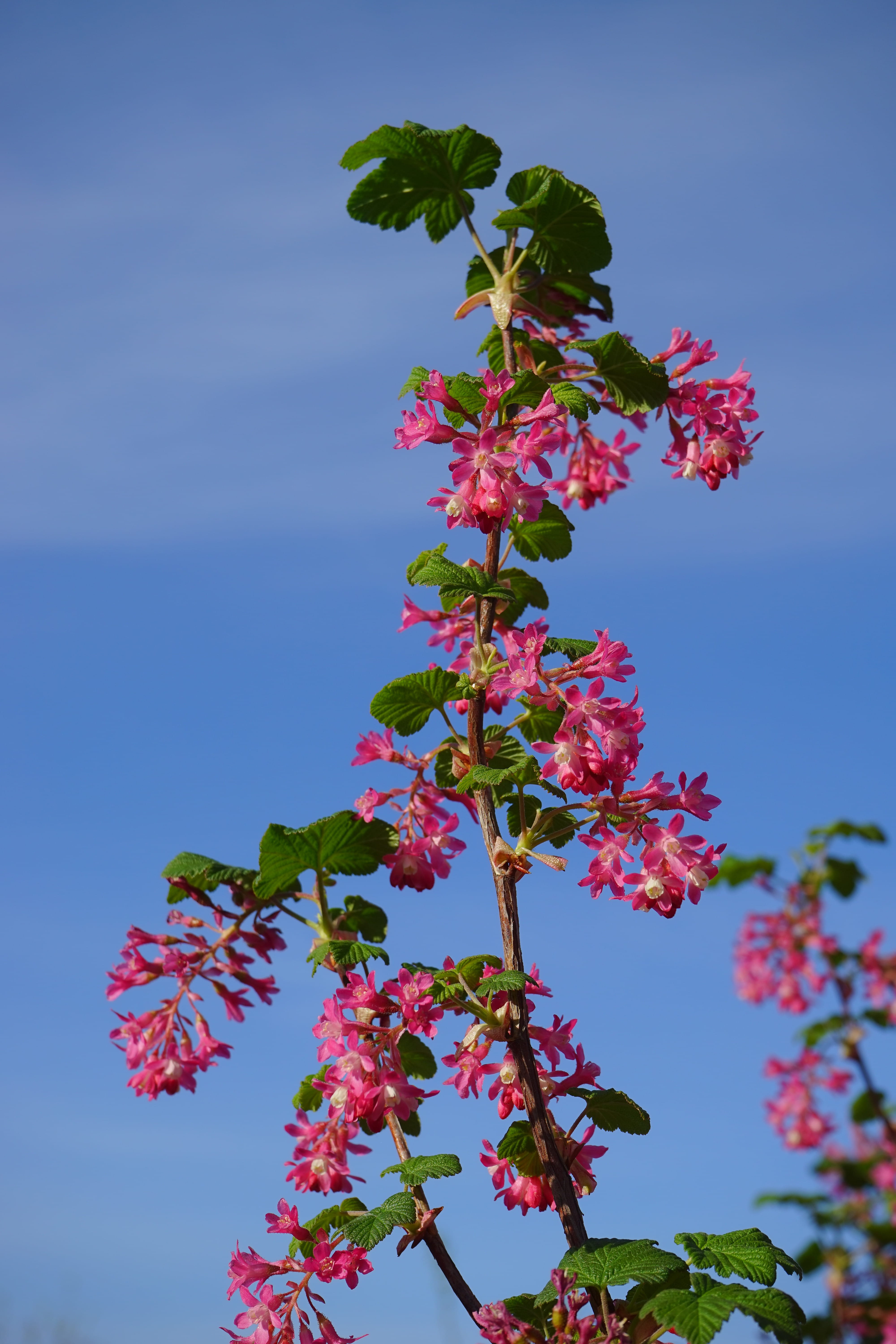vulnerability, springtime, ribes, blossom, plant, flower, low angle view, no people, bush, flowering plant, gooseberry greenhouse, leaf, grossulariaceae, Phone HD Wallpaper