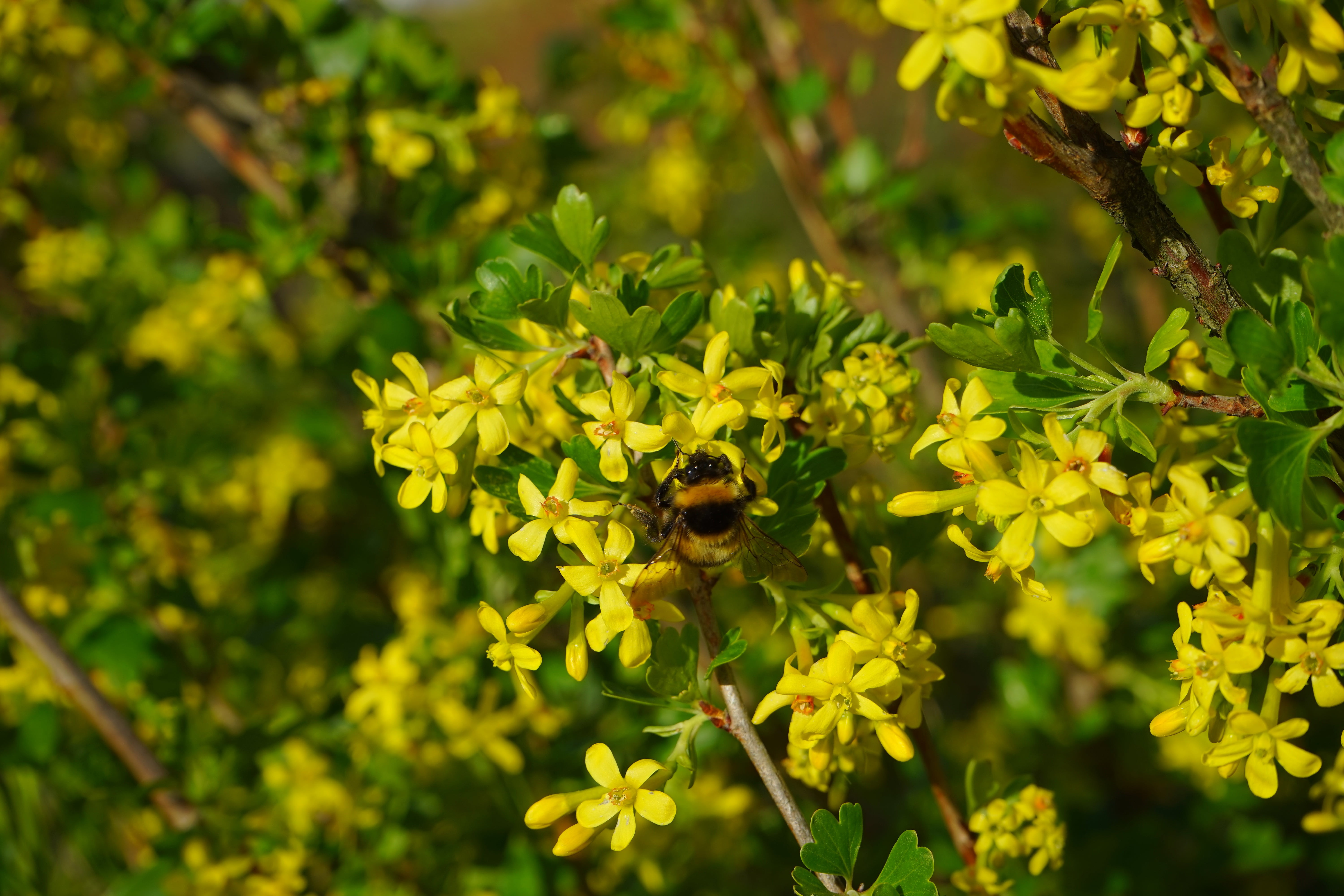 bush, flower head, ribes, shrub, vulnerability, fragility, branch, animals in the wild, close-up, animal wildlife, flowers, yellow, ribes aureum, plant, HD Wallpaper