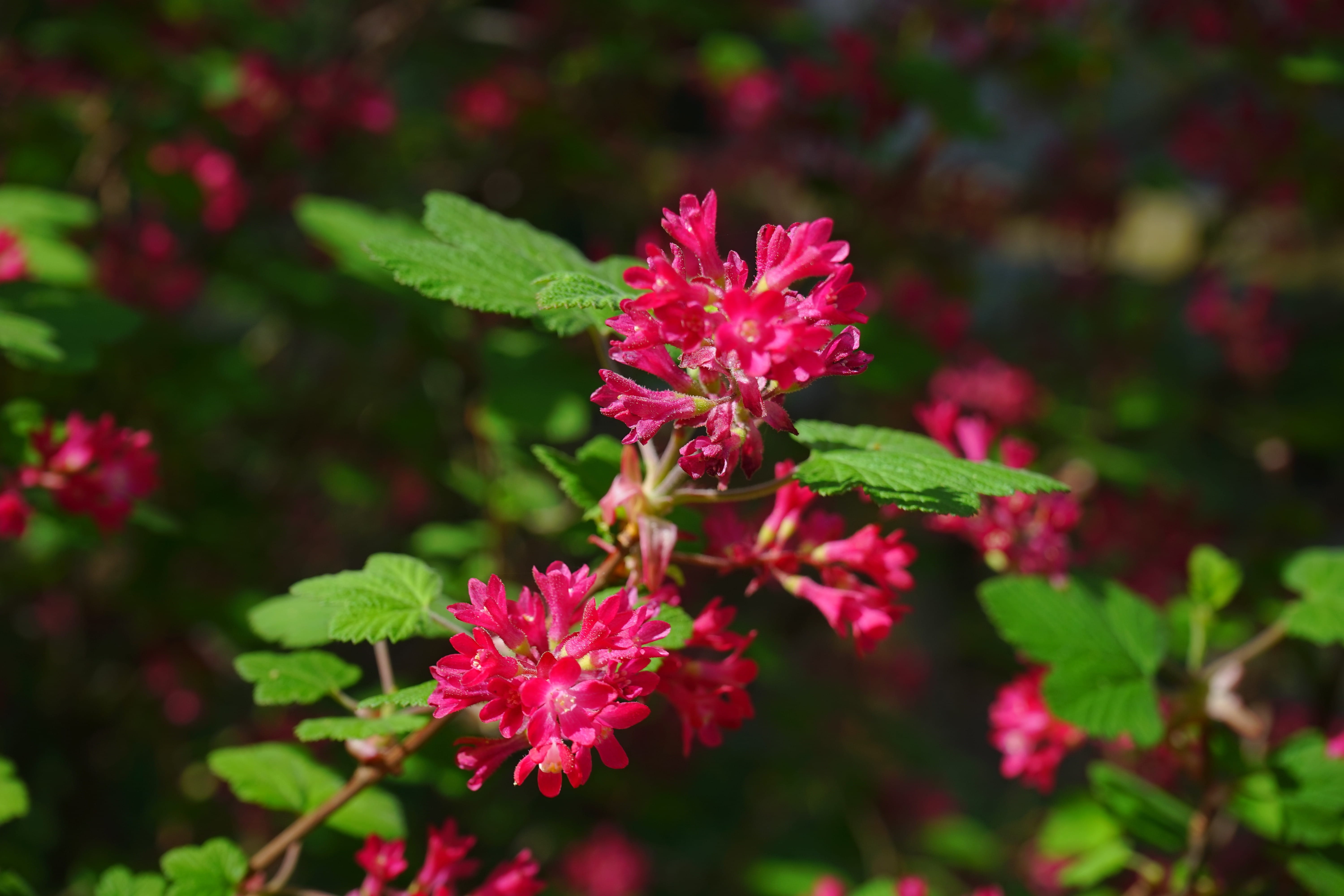 vulnerability, fragility, ribes sanguineum, Blossom, red, green Color, 5K, outdoors, no people, plant part, Currant, Blood, freshness, day, currants, blood currant, HD Wallpaper