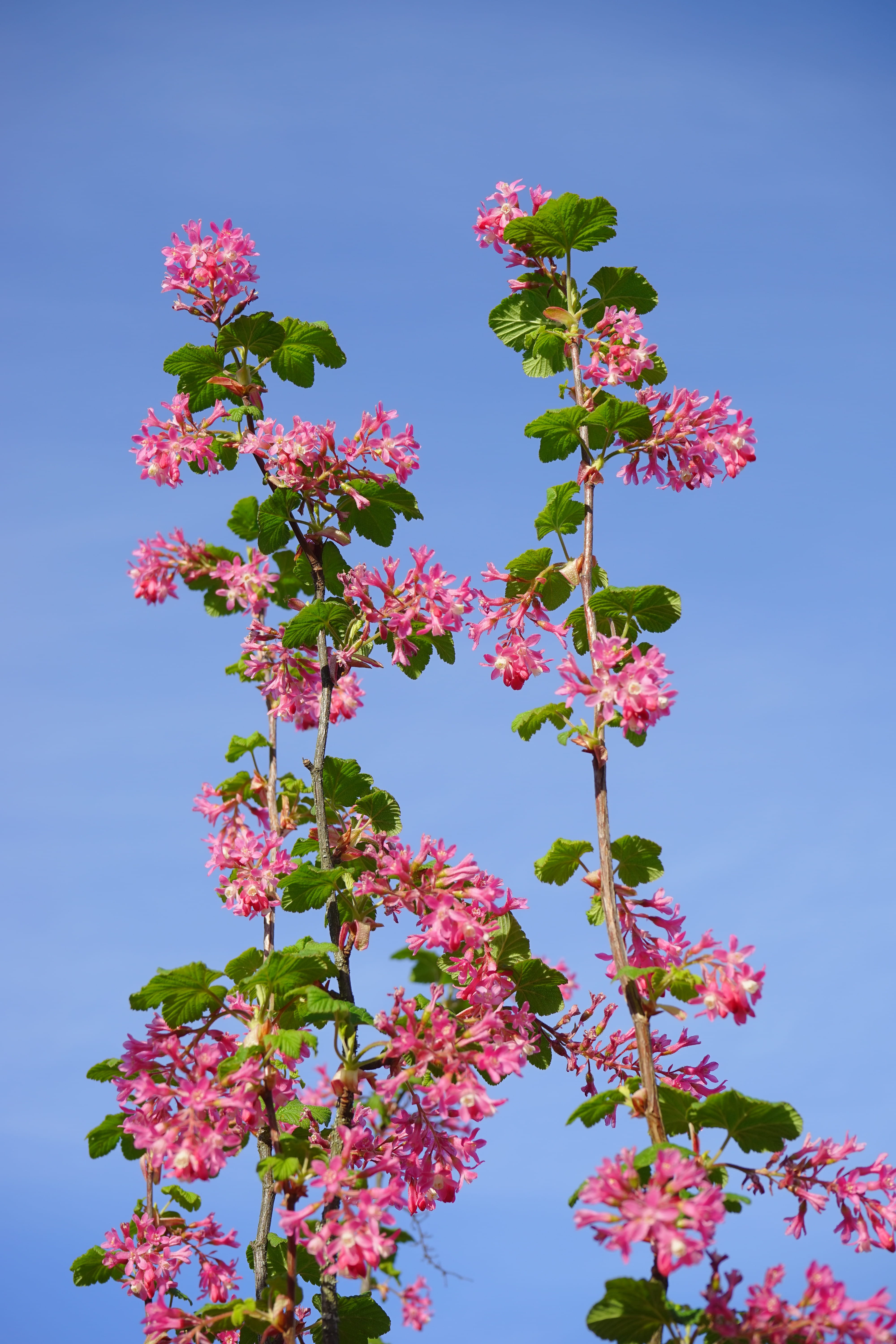 clear sky, pink color, red, Blood, currants, low angle view, Blossom, 5K, cherry blossom, springtime, flower, sky, freshness, nature, ribes, flower head, Phone HD Wallpaper