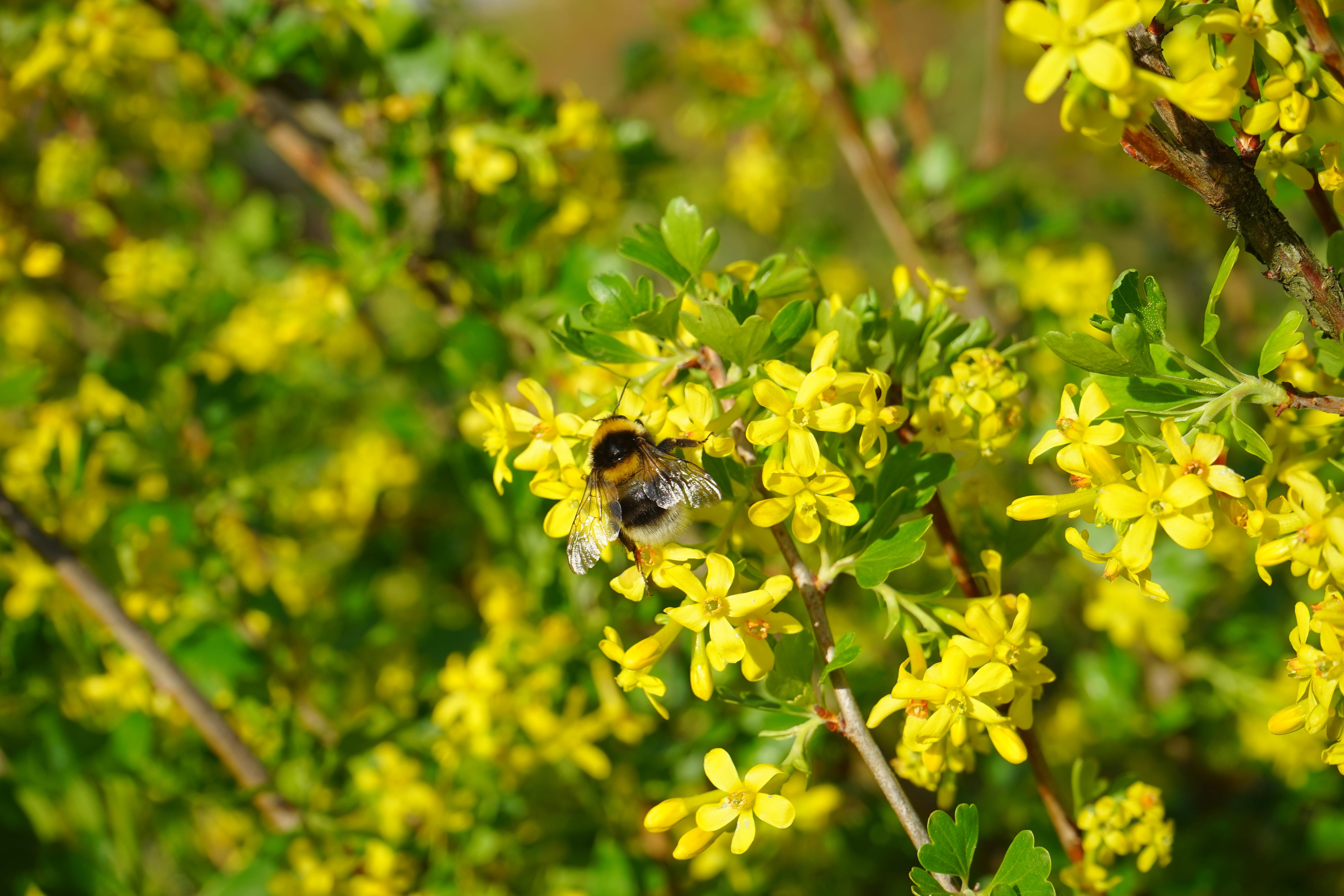 animal wildlife, grossulariaceae, flower, gooseberry greenhouse, one animal, plant, Flowers, animals in the wild, insect, flower head, currant, pollination, HD Wallpaper