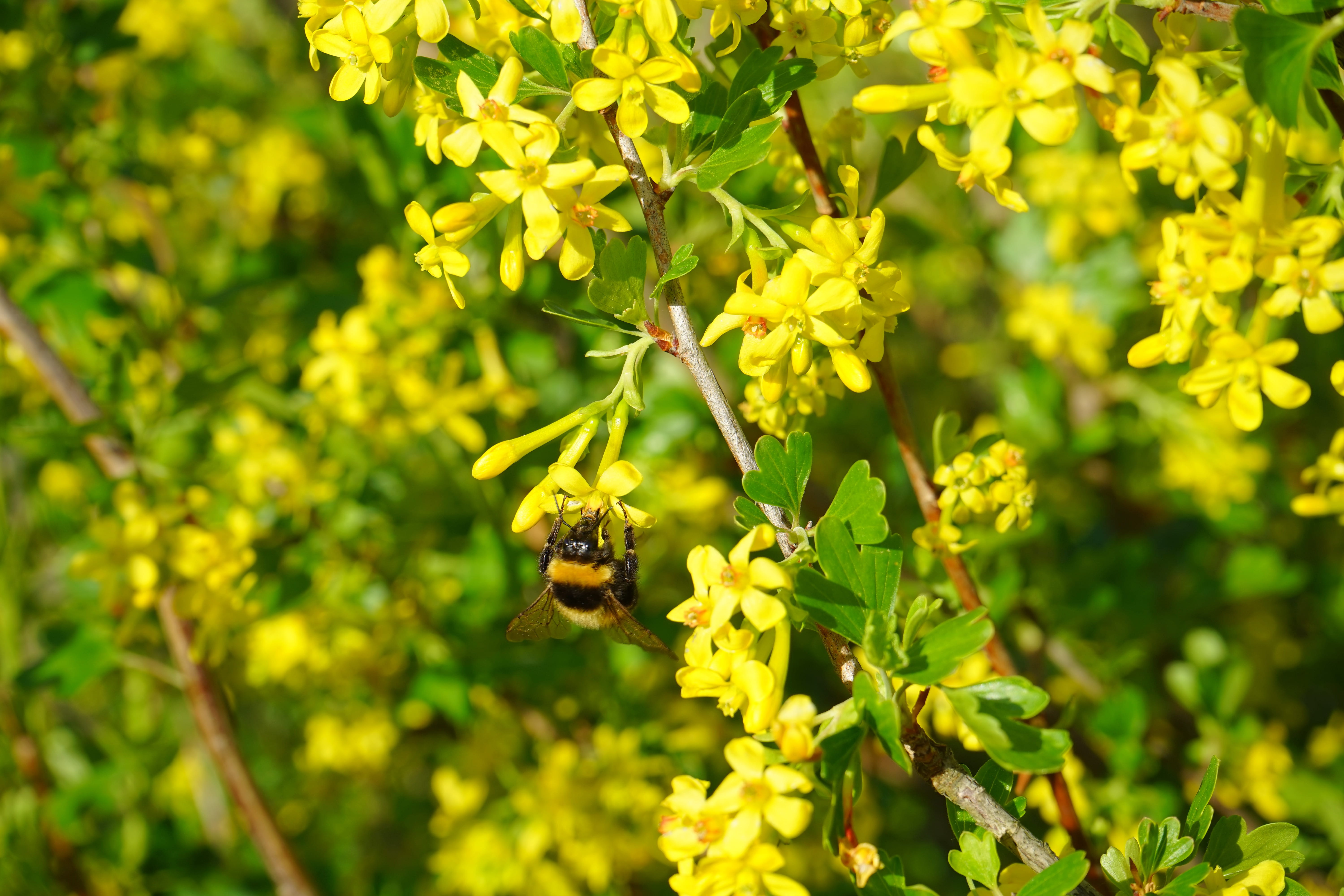 yellow, growth, honey bee, plant, close-up, grossulariaceae, beauty in nature, gooseberry greenhouse, flower, 5K, currant, no people, insect, flowers, HD Wallpaper