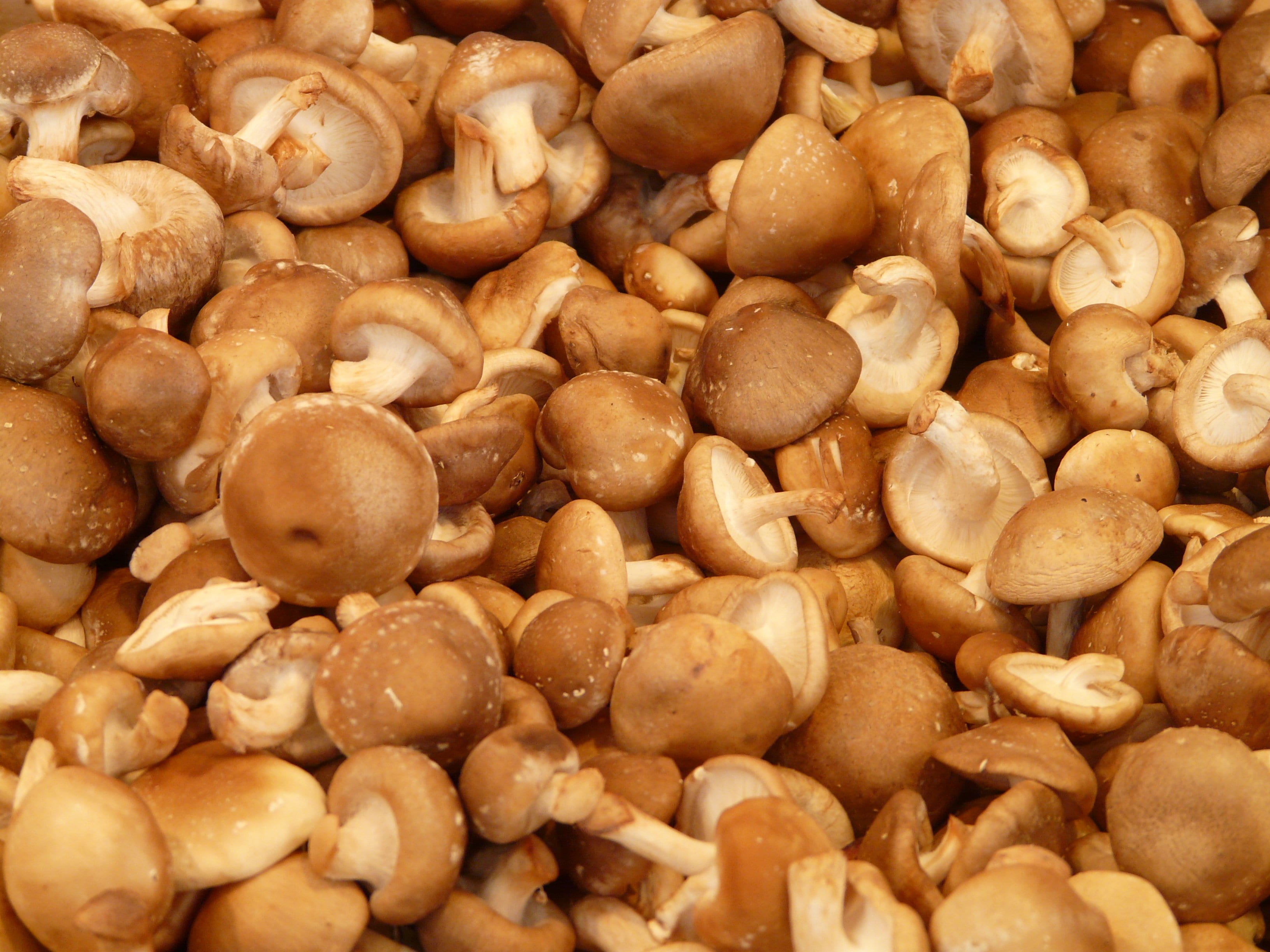 brown, indoors, fruit, ingredients, abundance, still life, tasty, food, temptation, nut - food, white, mushroom, mushrooms, cook, healthy eating, roasted, HD Wallpaper