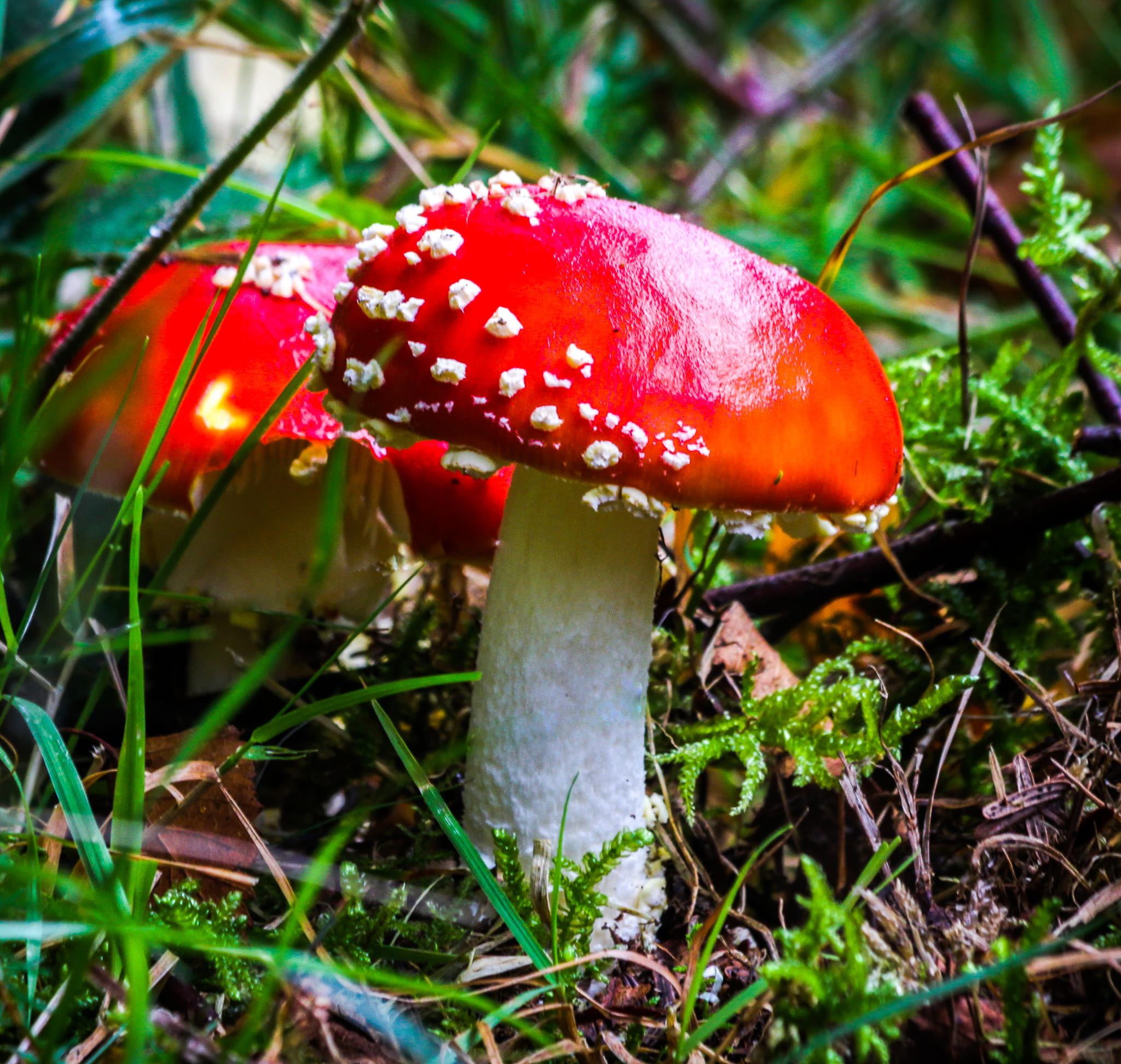 land, growth, poisonous, 1080P, wild, dublin, fragility, red, food and drink, fly agaric mushroom, field, close-up, beauty in nature, redcap mushroom, HD Wallpaper