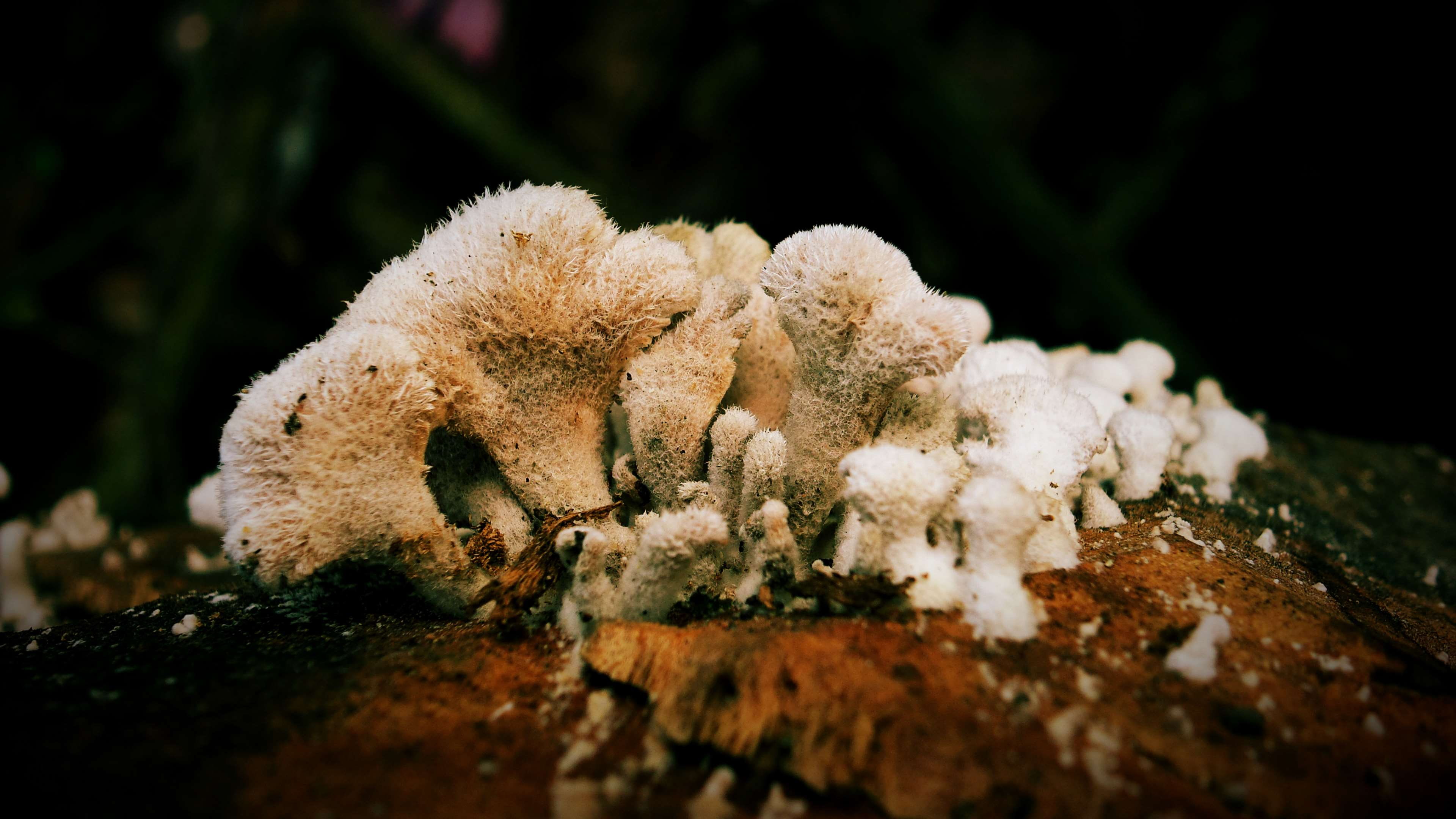 4K, freshness, tree, beauty in nature, land, growth, agaricus, outdoors, vegetable, food, red fly agaric mushroom, selective focus, close-up, vulnerability, HD Wallpaper