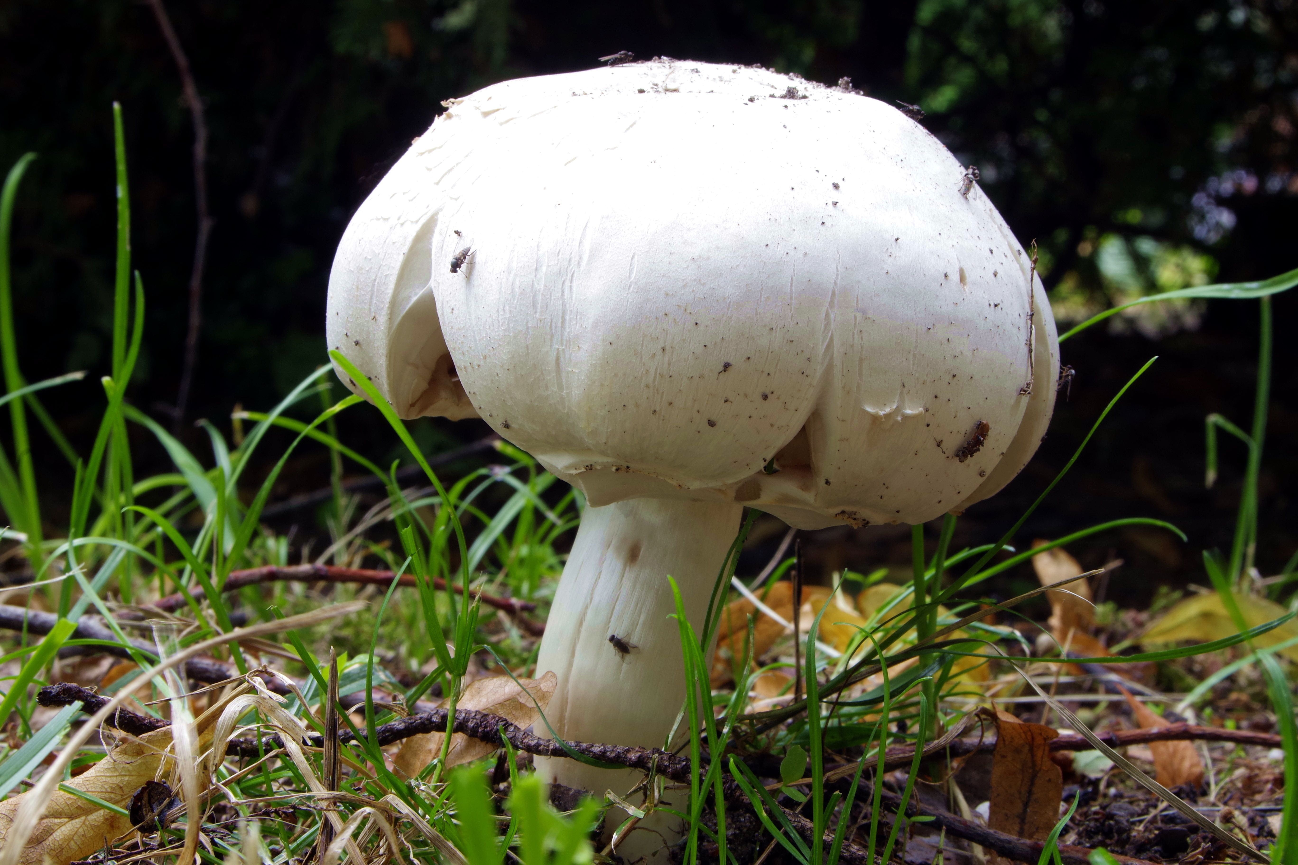 5K, fungus, poisonous, grass, day, mushroom, toadstool, field, vegetable, fly, growth, tree, close-up, nature, meadow, mushrooms, white color, food, agaricus, HD Wallpaper