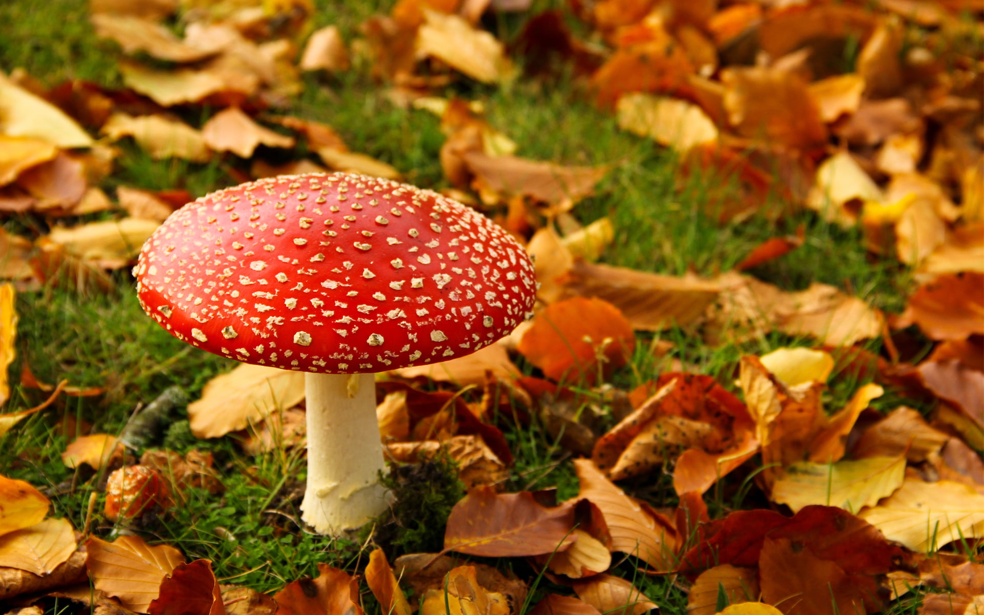 orange Color, uncultivated, leaf, cap, plant, 1080P, beauty In Nature, multi Colored, color Image, land, focus on foreground, red, brown, poisonous, nature, HD Wallpaper
