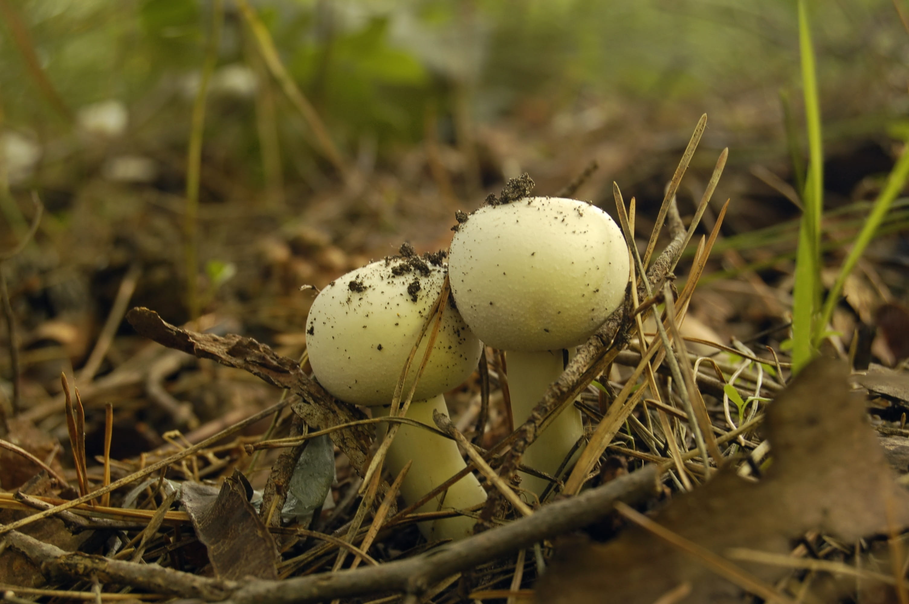 fungus, vulnerability, focus on foreground, selective focus, fragility, agaricus field, Mushrooms, tourism, Agaricus, nature, food and drink, vegetable, HD Wallpaper