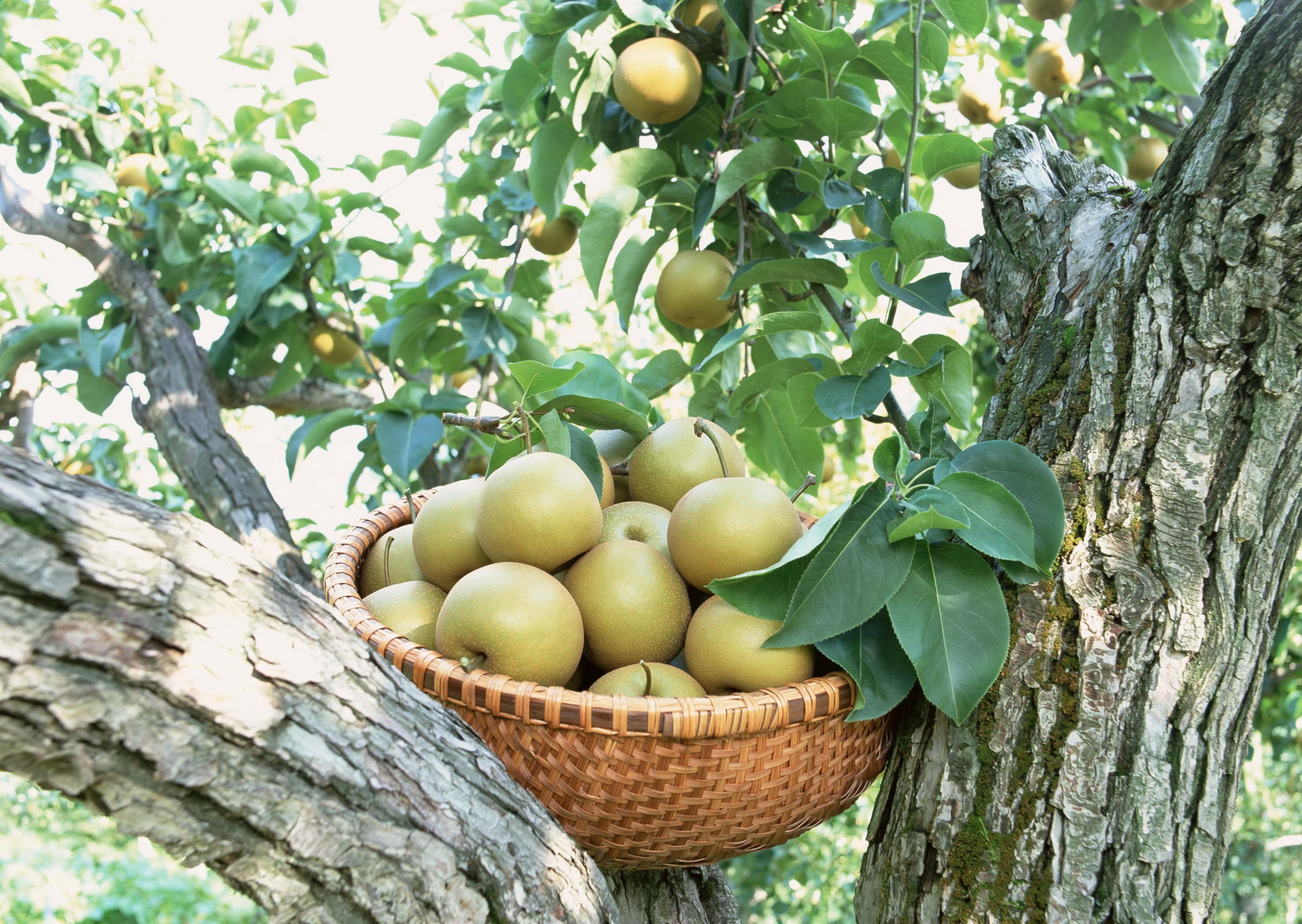 freshness, growth, agriculture, vintage, farm, summer, harvesting, backgrounds, nature, plant part, organic, apple - Fruit, tree, gourmet, basket, round, HD Wallpaper
