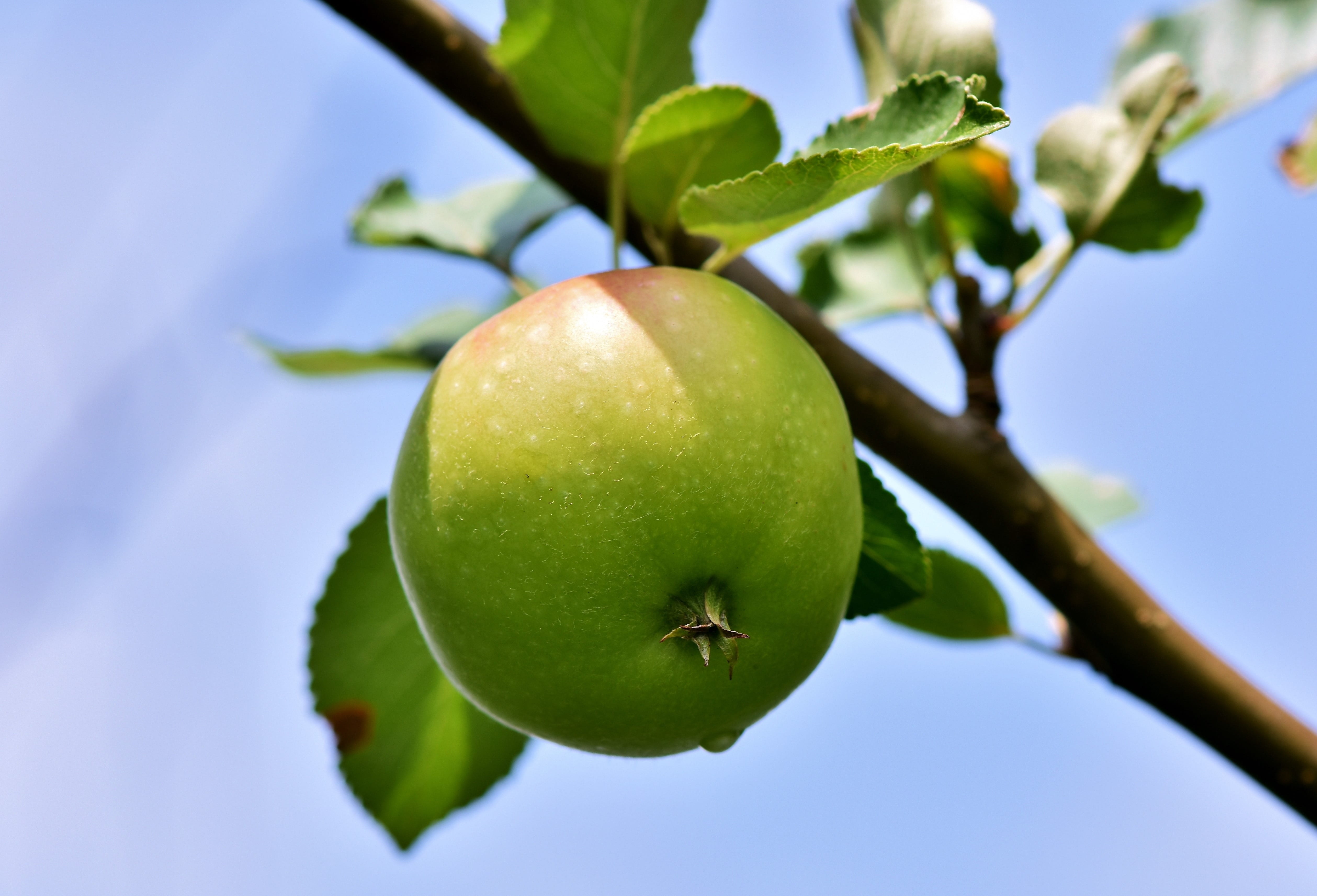 apple, nature, close-up, growth, food, red, food and drink, agriculture, healthy, round, fruit trees, apple - fruit, leaf, apple orchard, healthy eating, HD Wallpaper