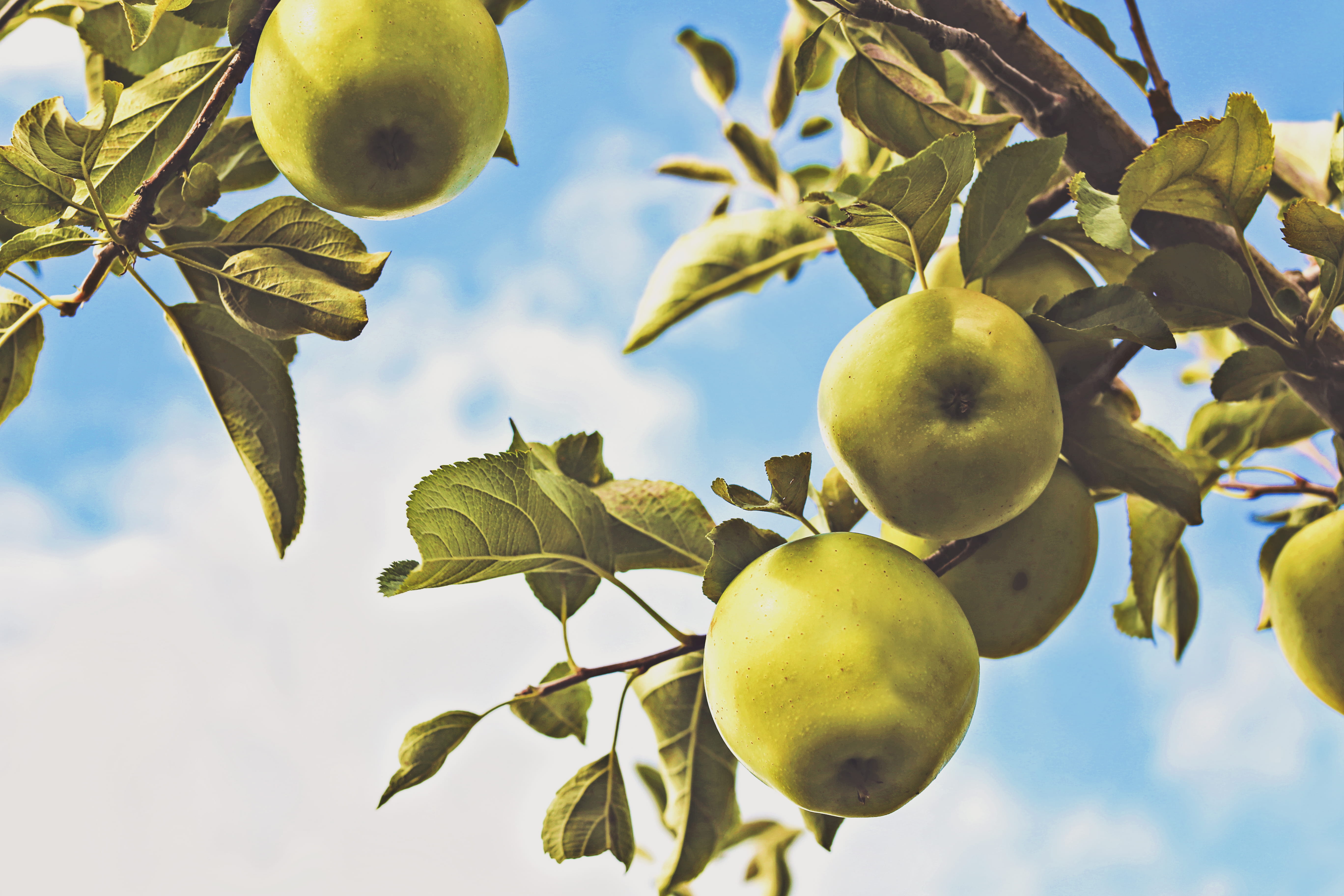 agriculture, day, blue sky, round, apple, close-up, green, summer, branch, food, 5K, plant part, apple - fruit, wellbeing, nature, fruit, leaf, ripe, green Color, HD Wallpaper
