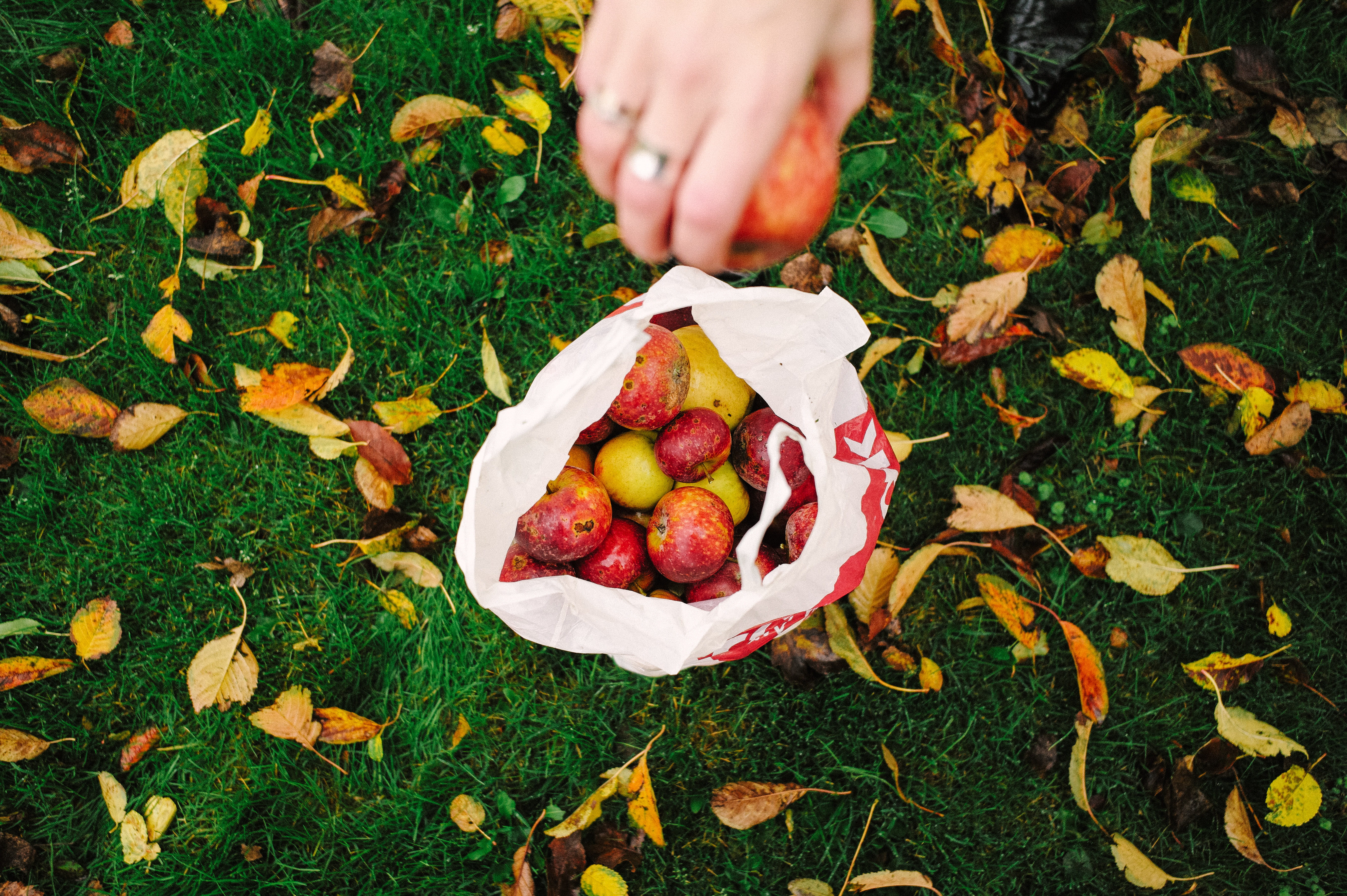 nature, 5K, red, inside, fruits, hand, pack, human body part, white, fruit, healthy eating, day, high angle view, selective, plant, bag, food, fall, front, HD Wallpaper