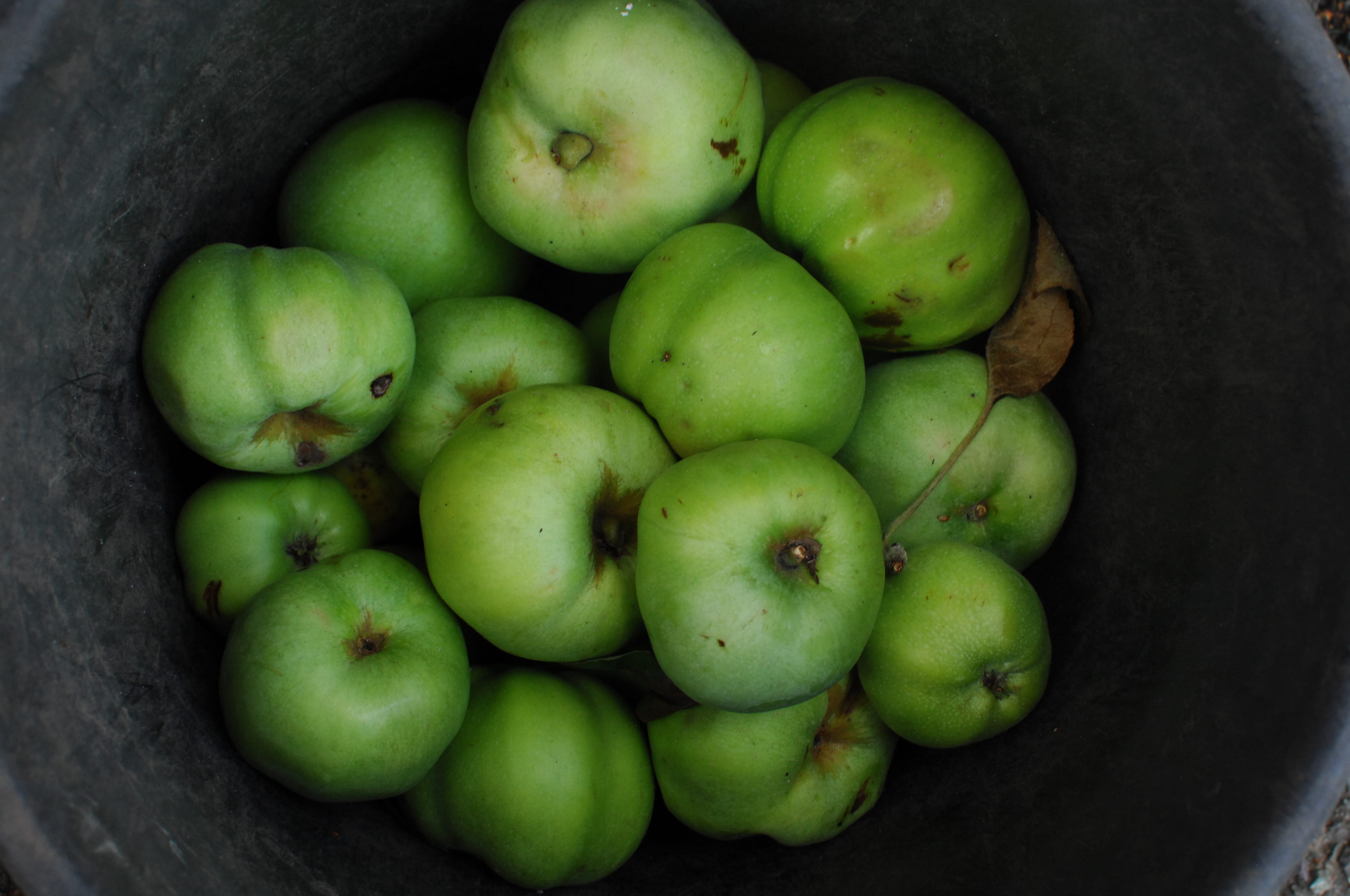 still life, eating apple, group of objects, green, food, green color, food and drink, day, bowl, high angle view, apple, 4K, freshness, healthy eating, HD Wallpaper