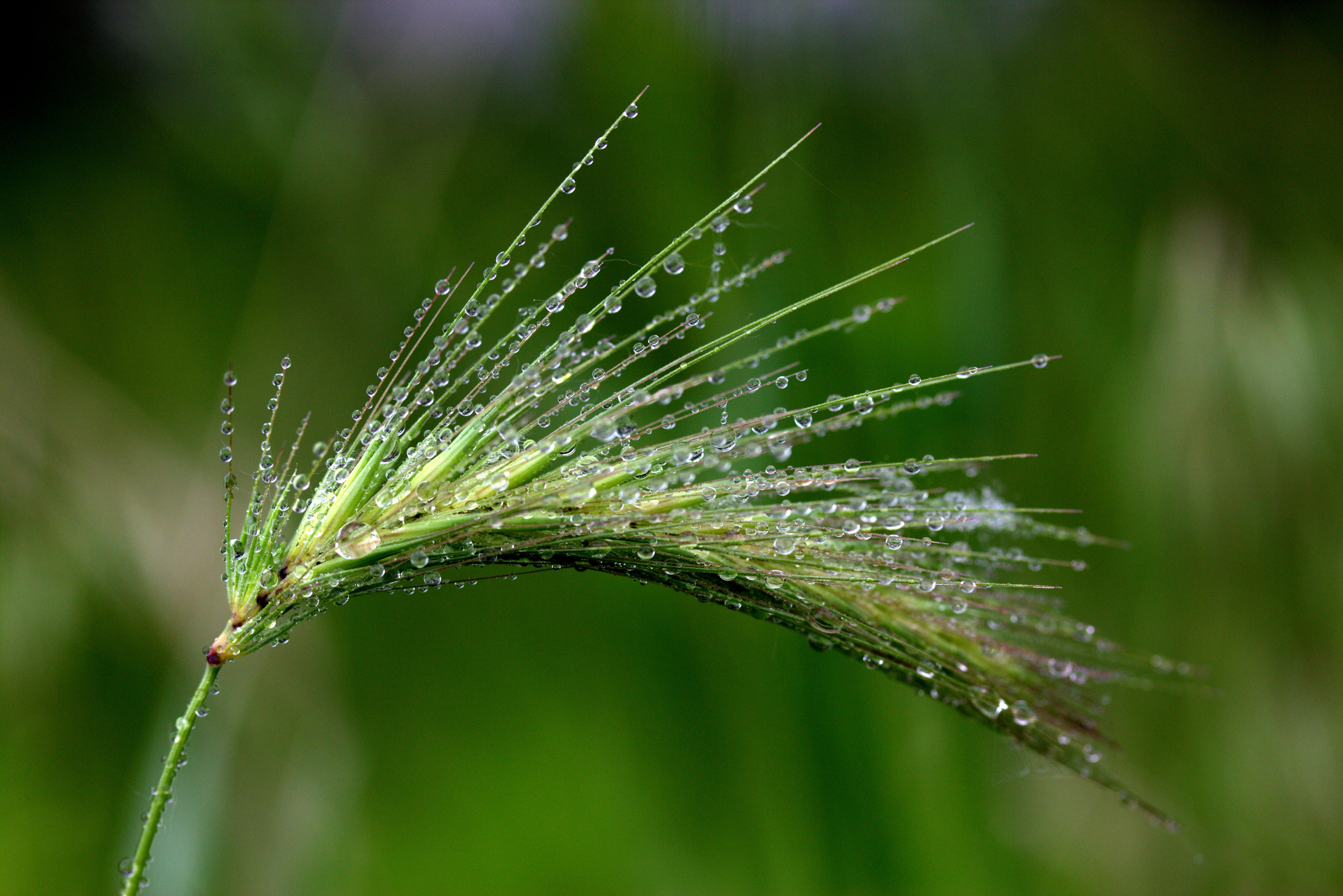 dew, spike, day, beauty in nature, raindrop, 5K, water, close, flower, animal, green color, focus on foreground, blade of grass, wet, drops, photography, HD Wallpaper