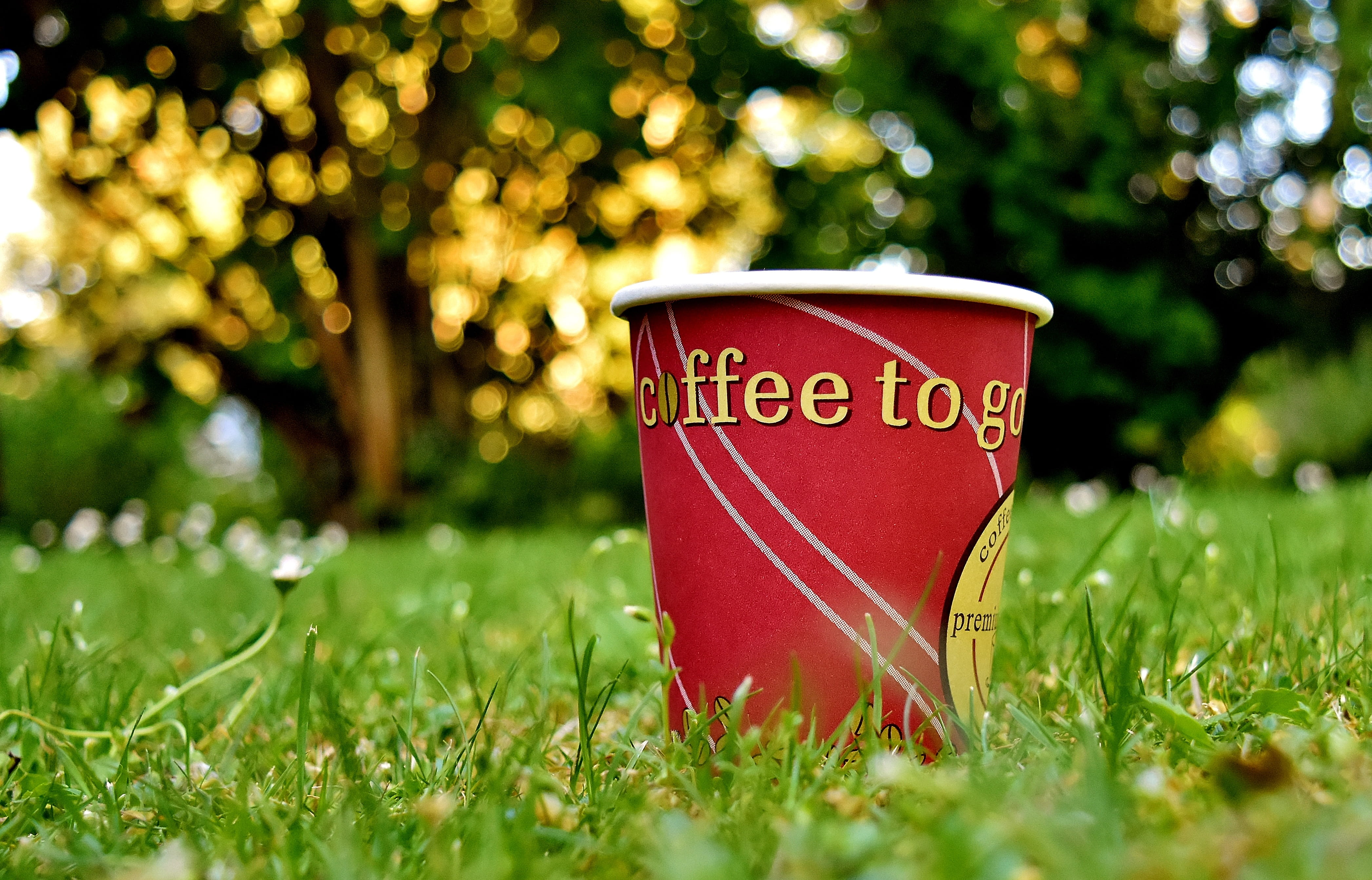 benefit from, trinkbecher, no people, green color, Coffee Mugs, illuminated, enjoy, focus on foreground, tree, outdoors, drink, celebration, coffee to go, HD Wallpaper