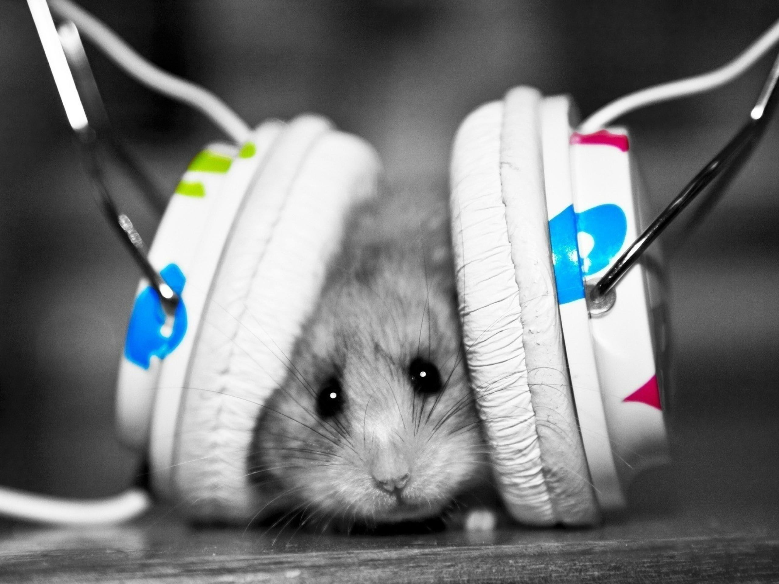 animals, 2K, hamster, headphones, HD Wallpaper