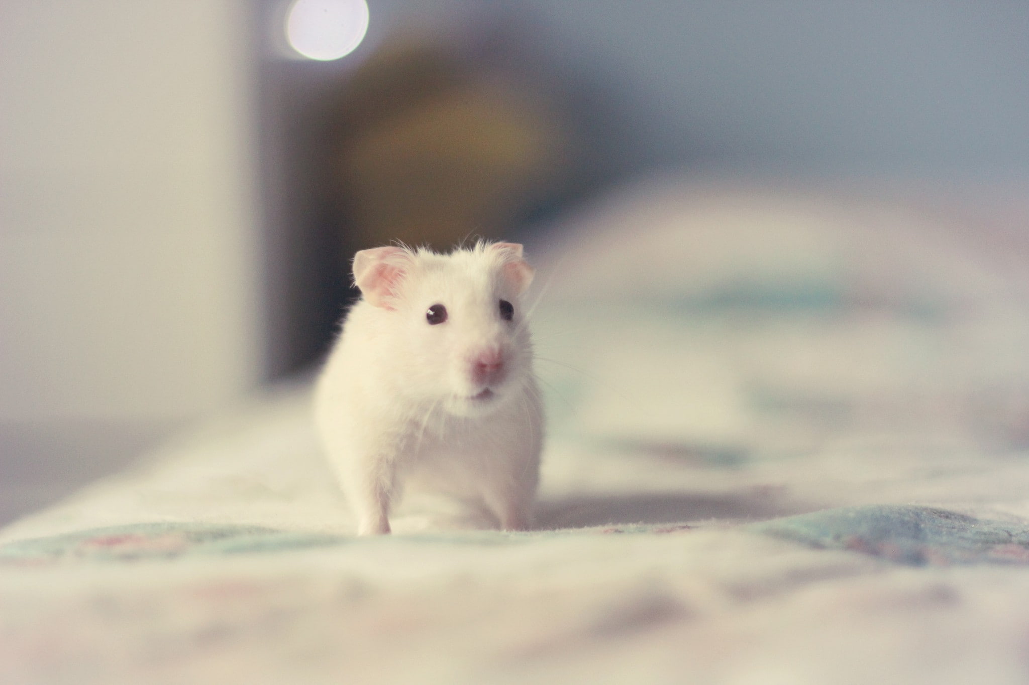 hamster, animals, 1080P, mammals, HD Wallpaper
