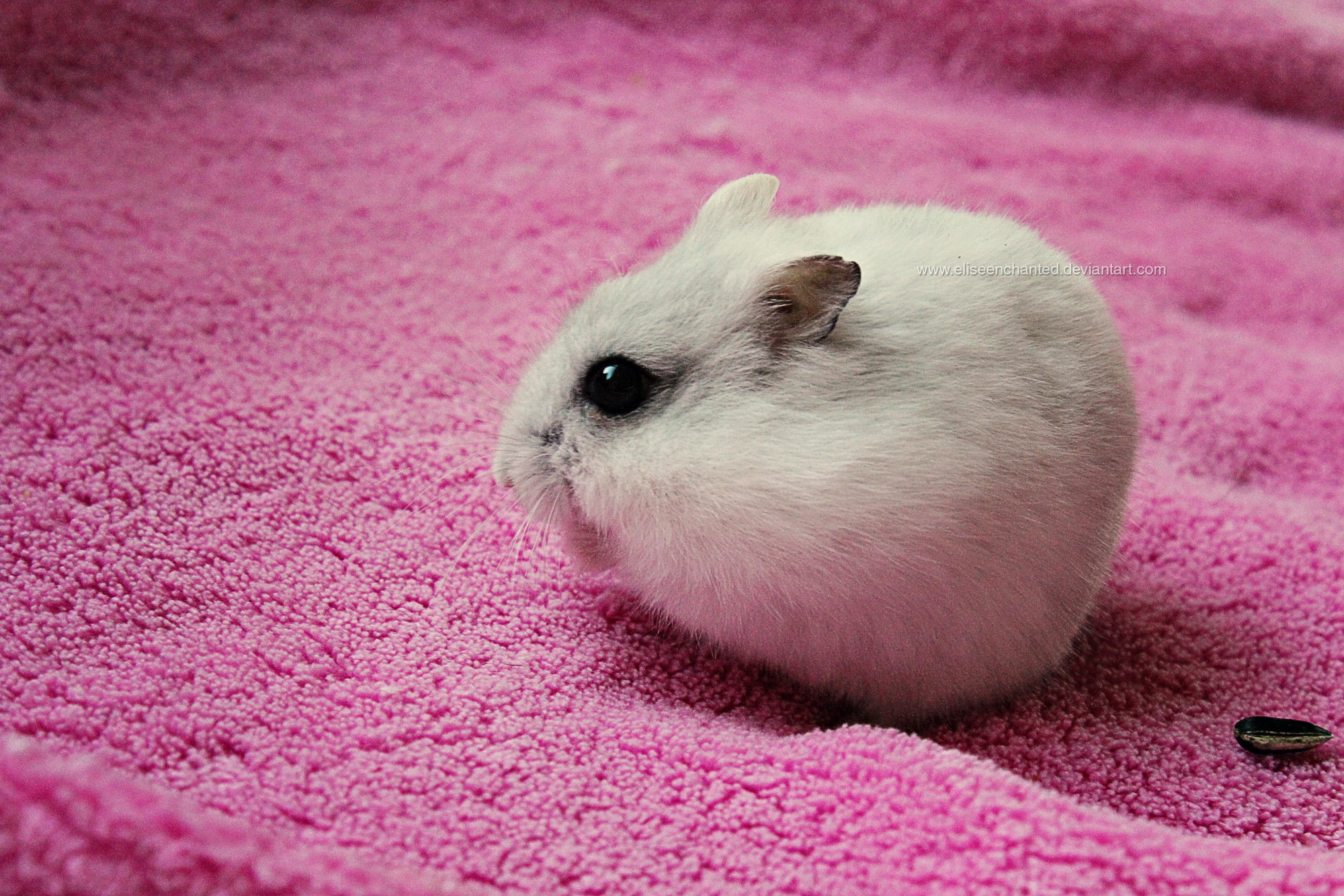 1080P, hamster, animals, plants, seeds, HD Wallpaper