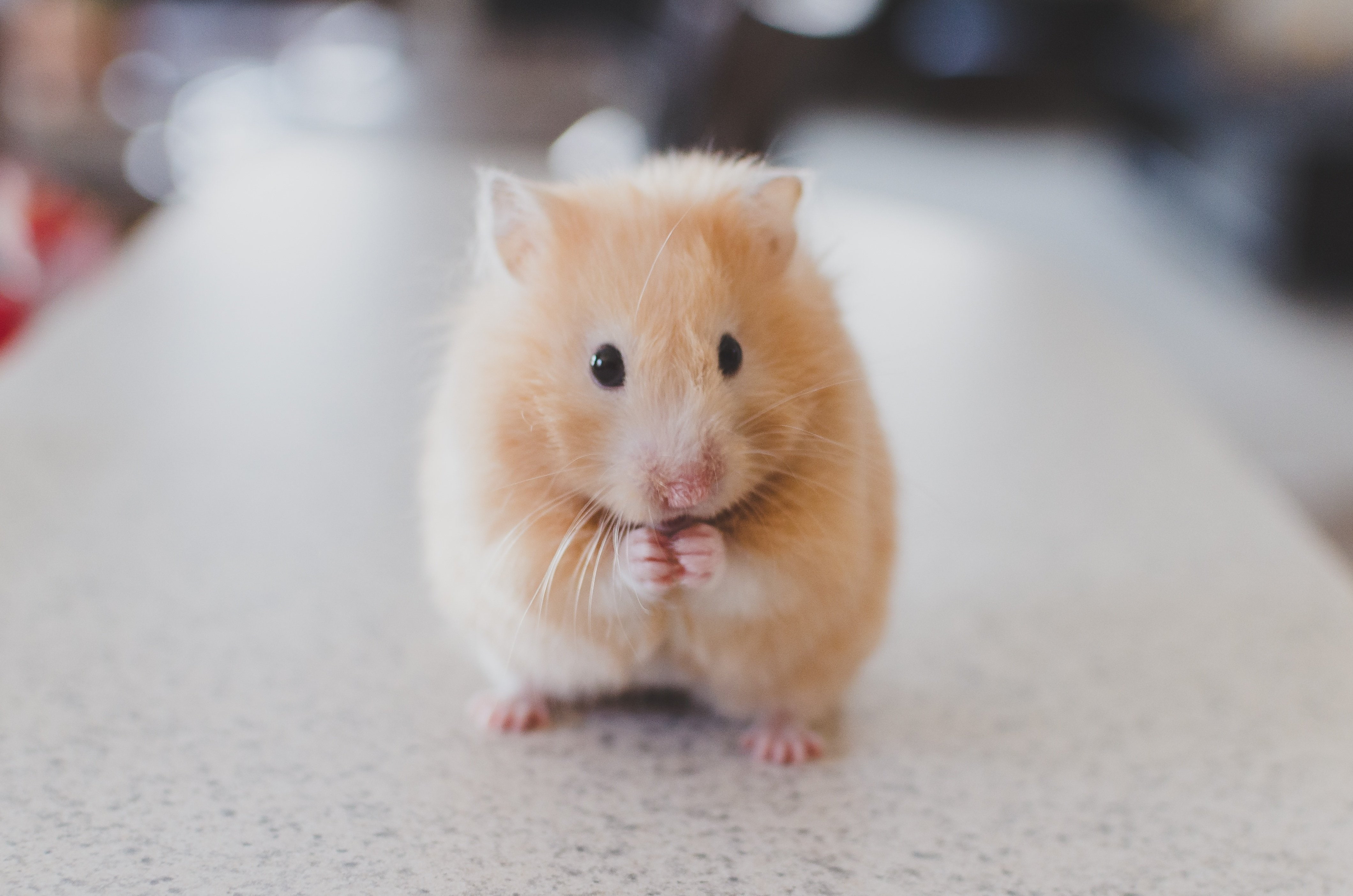 Hamster, pets, 4K, animals, HD Wallpaper