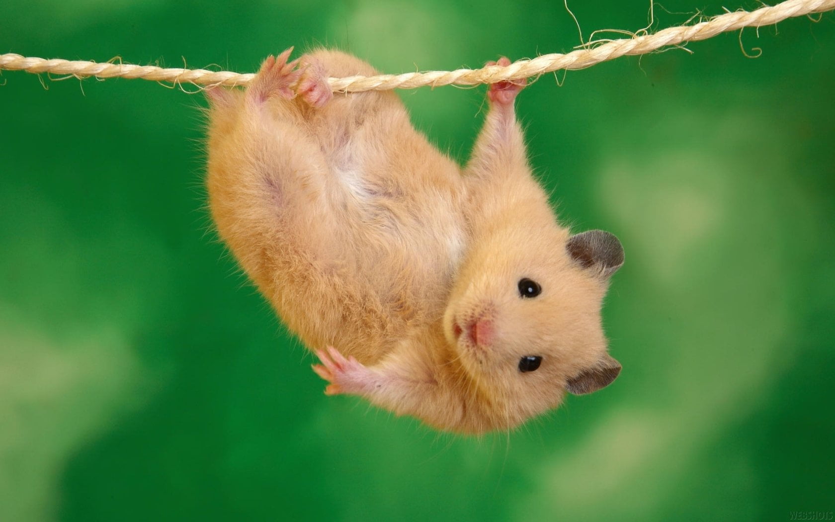 720P, close-up, animal wildlife, Hamster, animal themes, vertebrate, brown, animals in the wild, animal body part, day, cute, animal head, nature, short, HD Wallpaper
