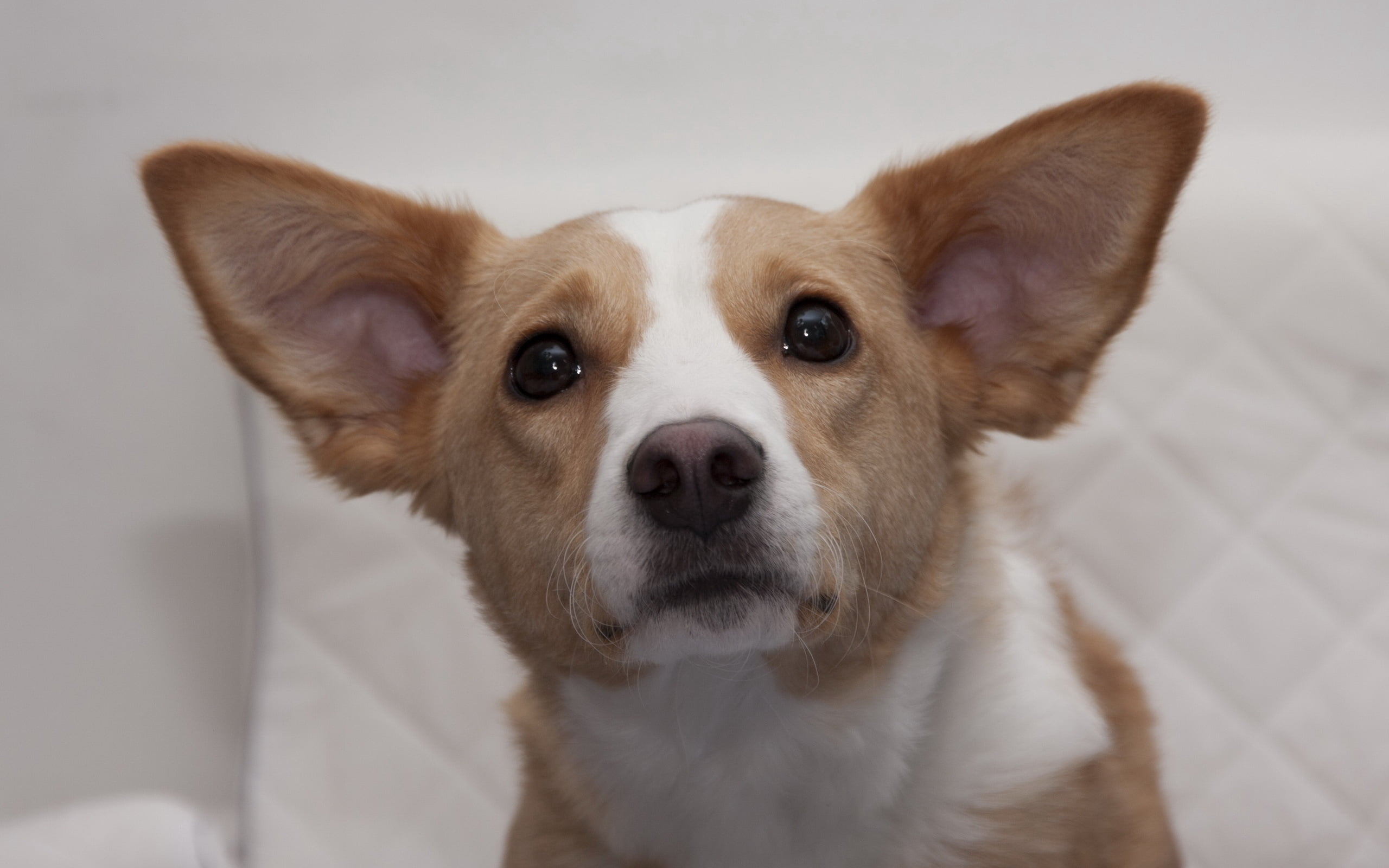 animal Head, studio Shot, tan, muzzle, corgi, animal body part, animals And Pets, pembroke, mammal, sitting, domestic Animals, portrait, purebred Dog, eyes, HD Wallpaper