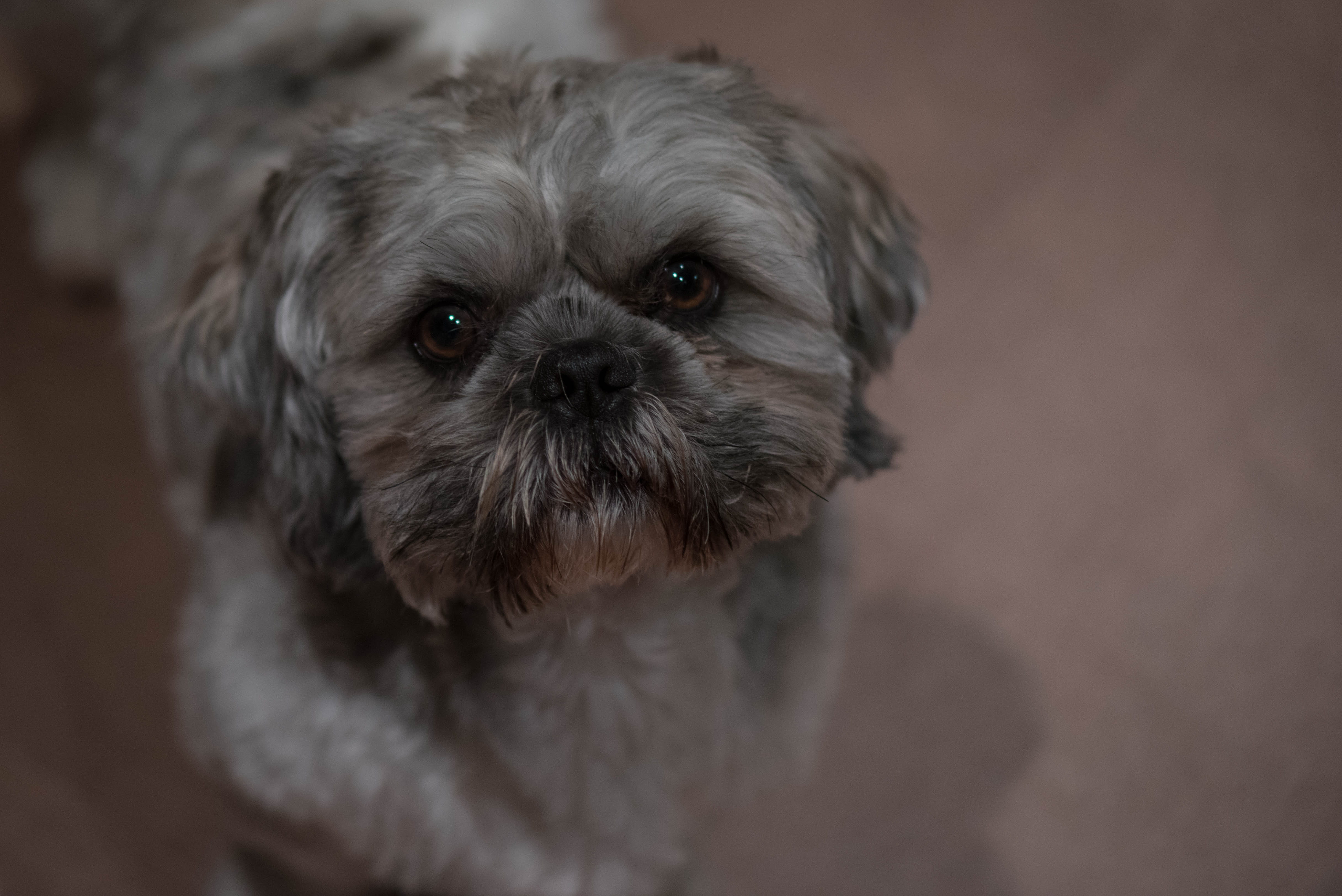 pets, lap dog, domestic animals, animal themes, cute, animal eye, close-up, adorable, mammal, animal, looking at camera, no people, small, indoors, animal head, HD Wallpaper