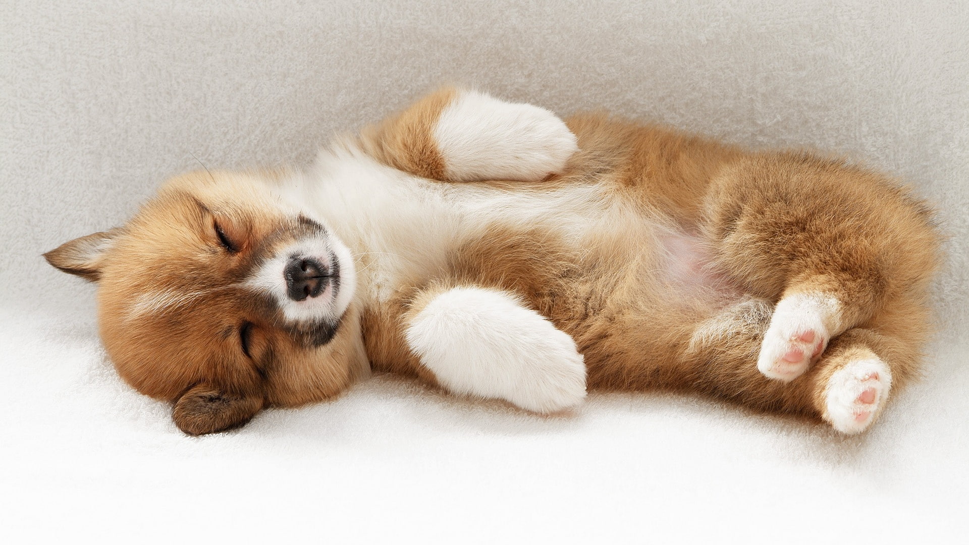 welsh, pembroke, corgi, 1080P, orange, Puppy, Sleeping, HD Wallpaper