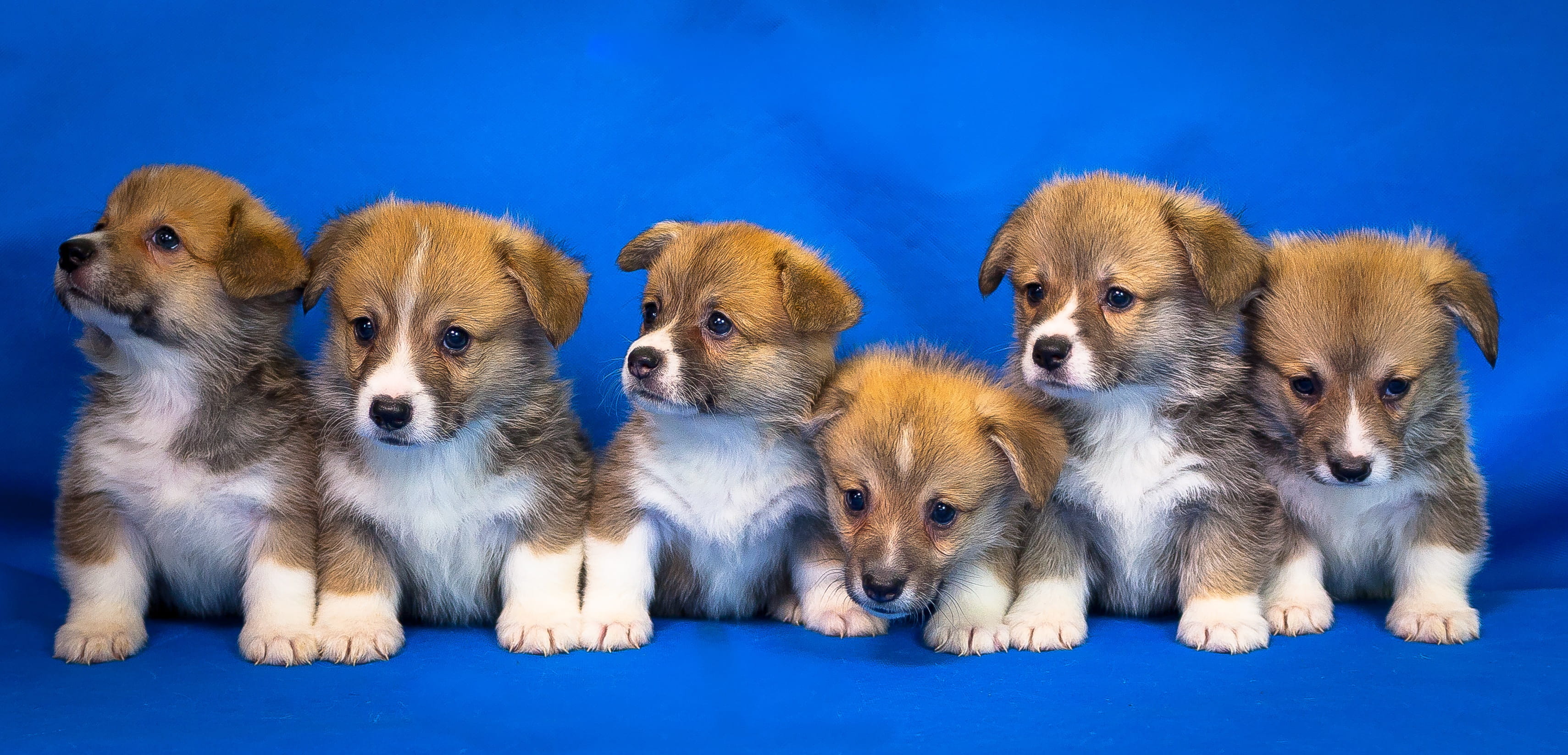 2K, animal themes, canine, blue background, animal, breed, domestic, in a row, no people, studio shot, puppy, cute, home, pets, animals, blue, dog, pet, HD Wallpaper