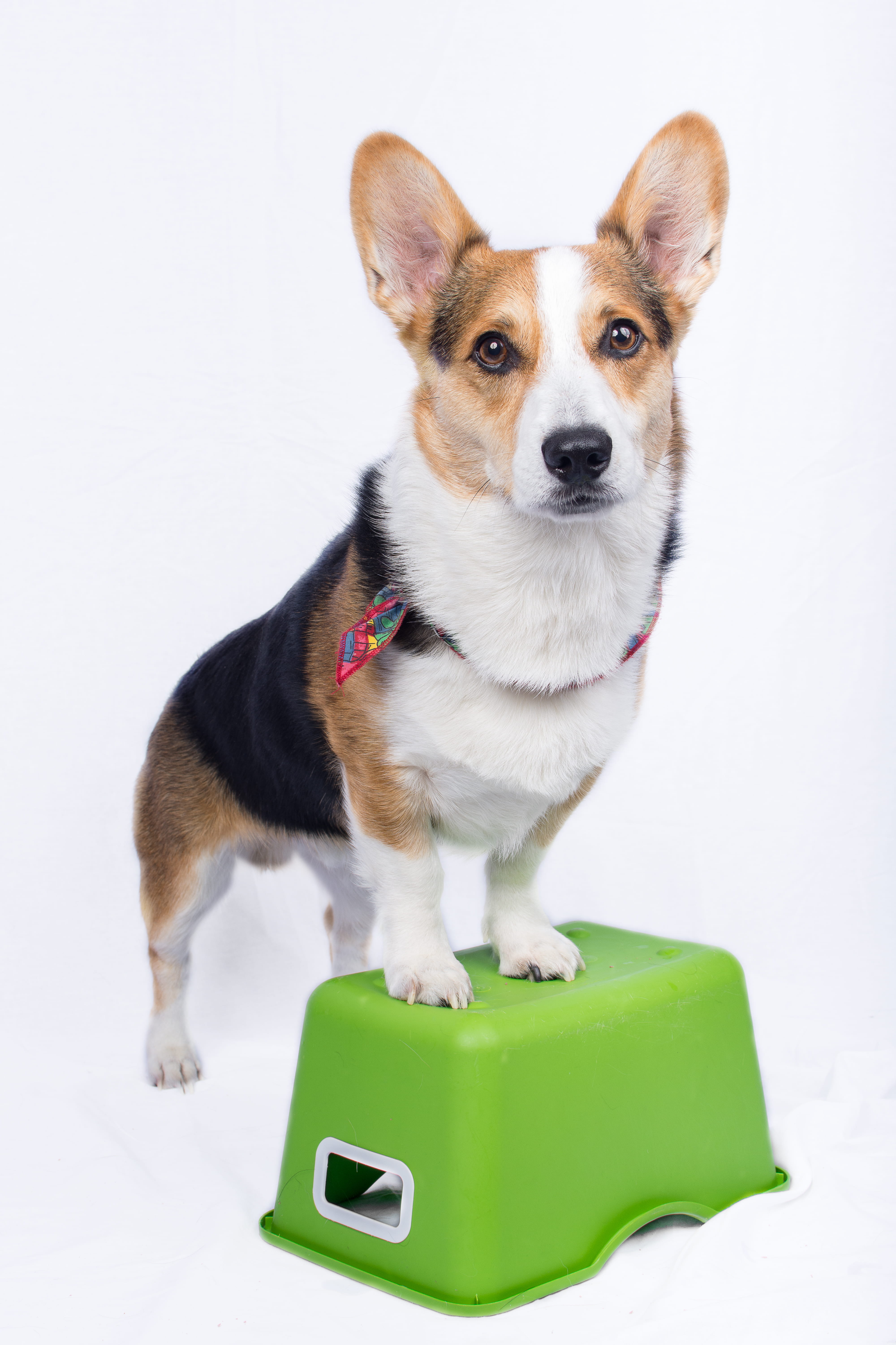 corgi, front view, one animal, dog, indoors, cute, canine, pembroke, looking at camera, domestic animals, white background, 5K, photography, portrait, Phone HD Wallpaper