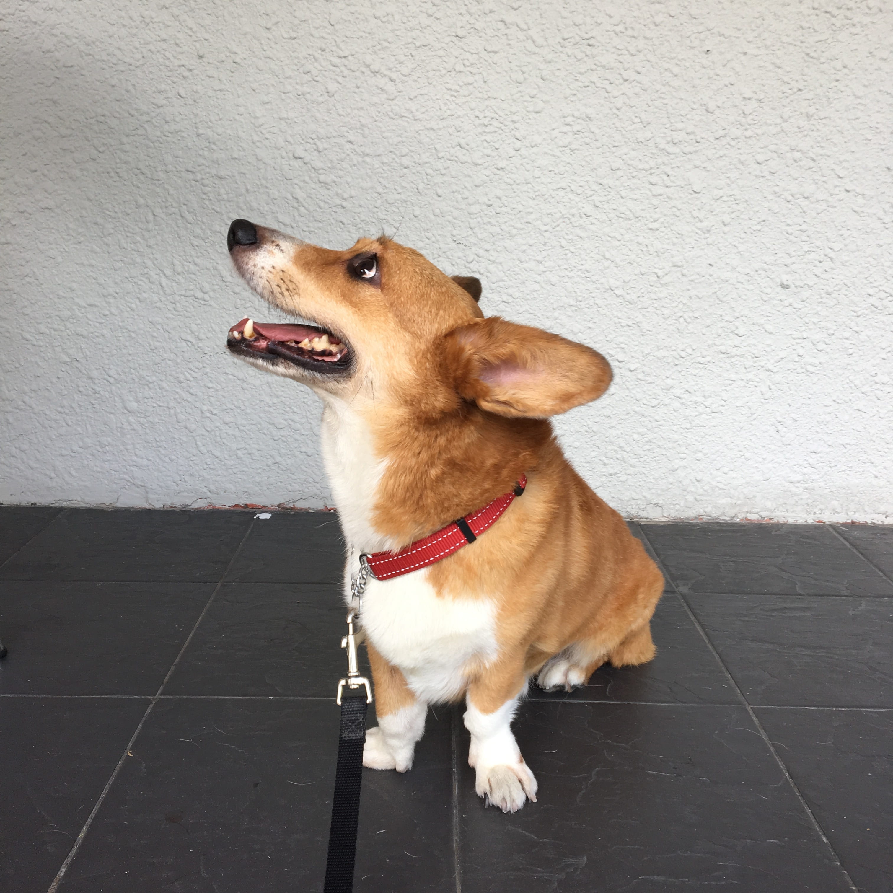corgi, brown, dog leash, one animal, animal themes, day, collar, sitting, tan, white, pet collar, welsh, little, tiles, pet, tiled floor, looking, adult, Phone HD Wallpaper