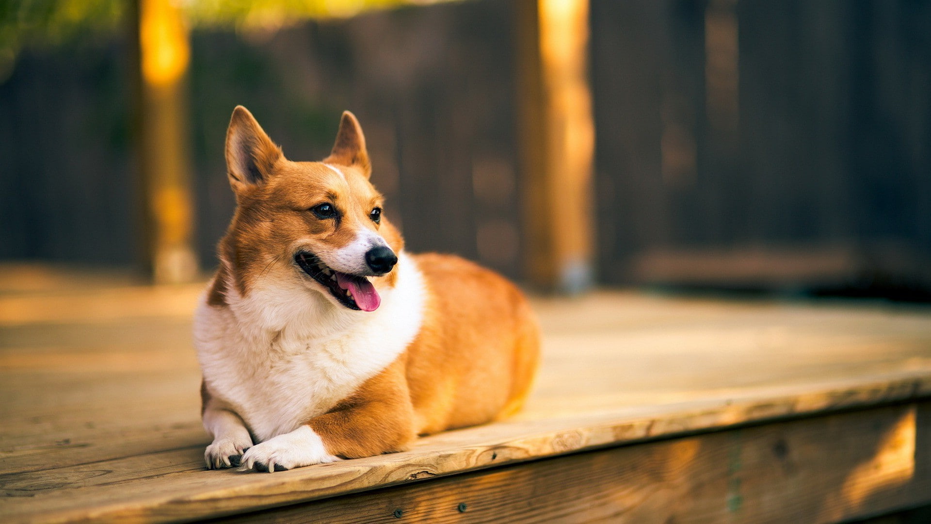 looking away, domestic, facial expression, mouth open, canine, mammal, selective focus, pets, domestic animals, no people, vertebrate, animal, one animal, HD Wallpaper
