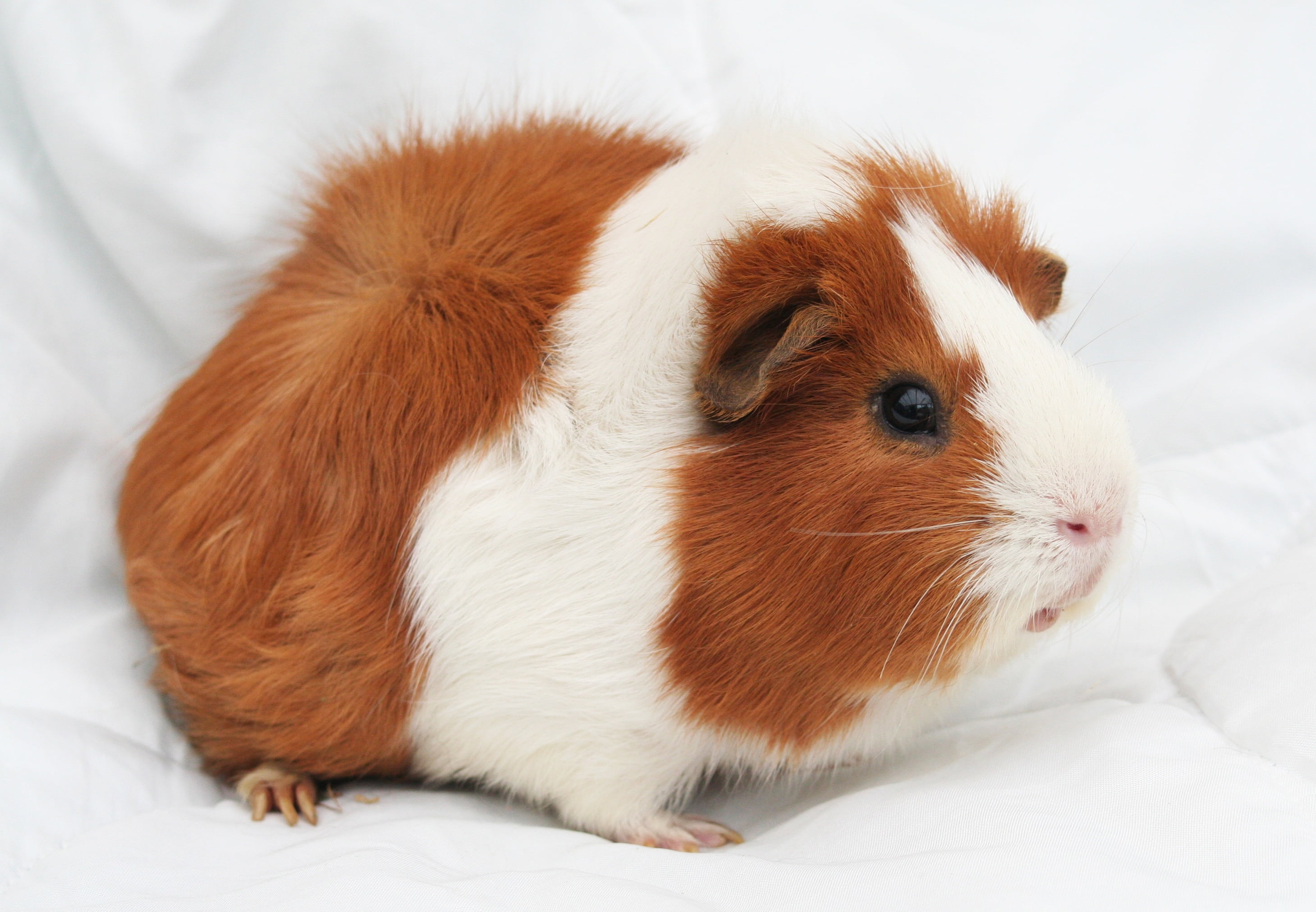 one animal, textile, vertebrate, brown, guinea Pig, guinea, animal head, pet, pets, white color, close-up, animal wildlife, cute, animal themes, pig, no people, HD Wallpaper