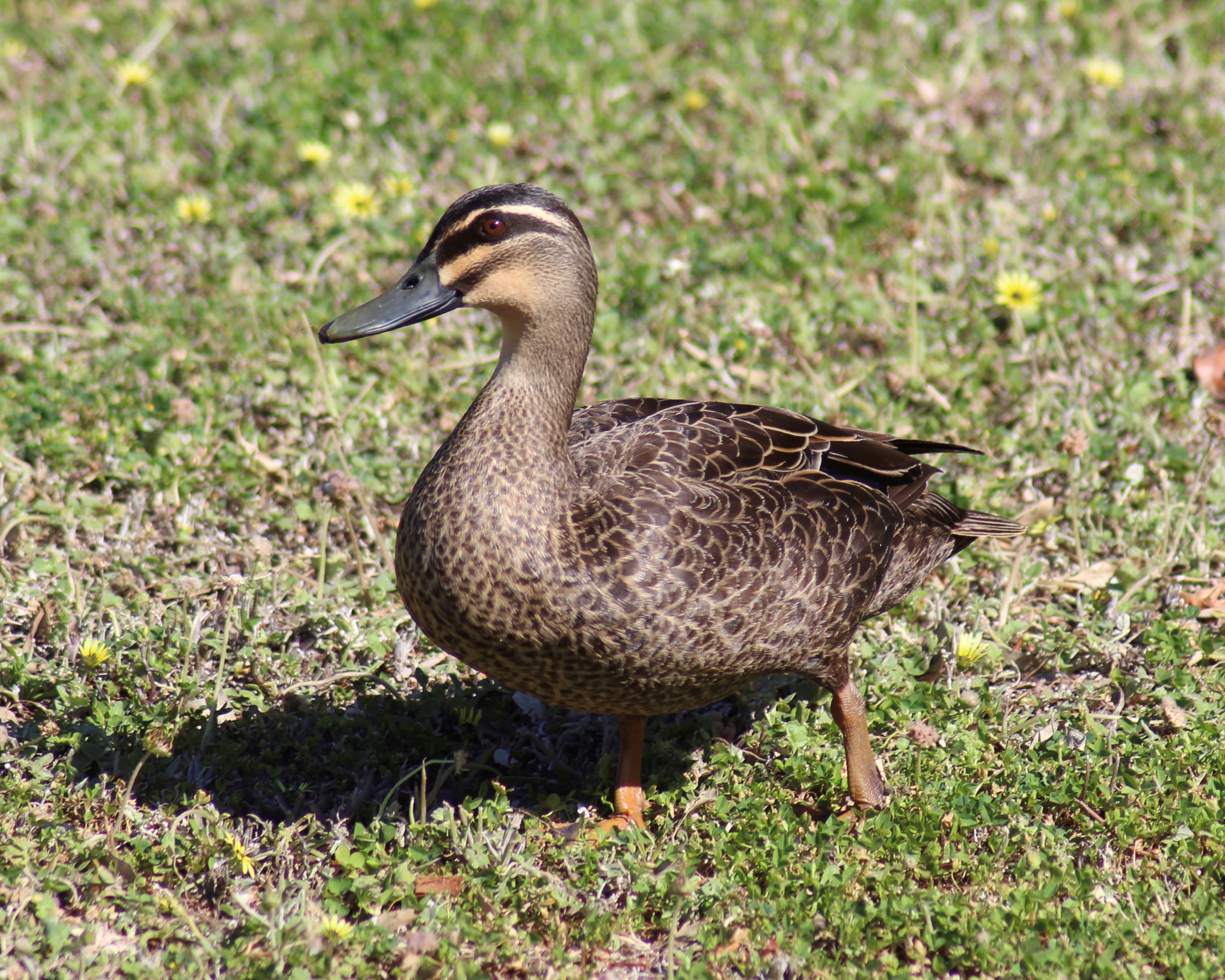 land, nature, no people, focus on foreground, one animal, lawn, profile view, black pacific duck, gosling, water bird, plant, day, bird, animal themes, HD Wallpaper