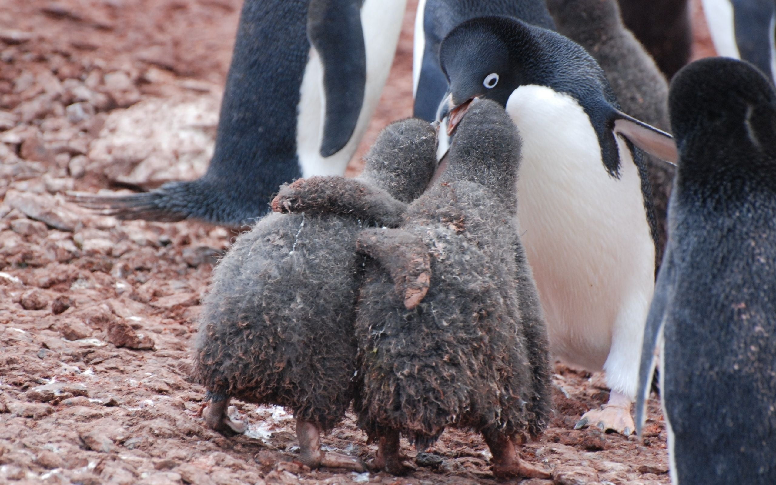 large group of animals, land, 2K, two, animal wildlife, antarctica, mother, animal themes, wildlife, caring, animals In The Wild, hugs, black Color, family, HD Wallpaper