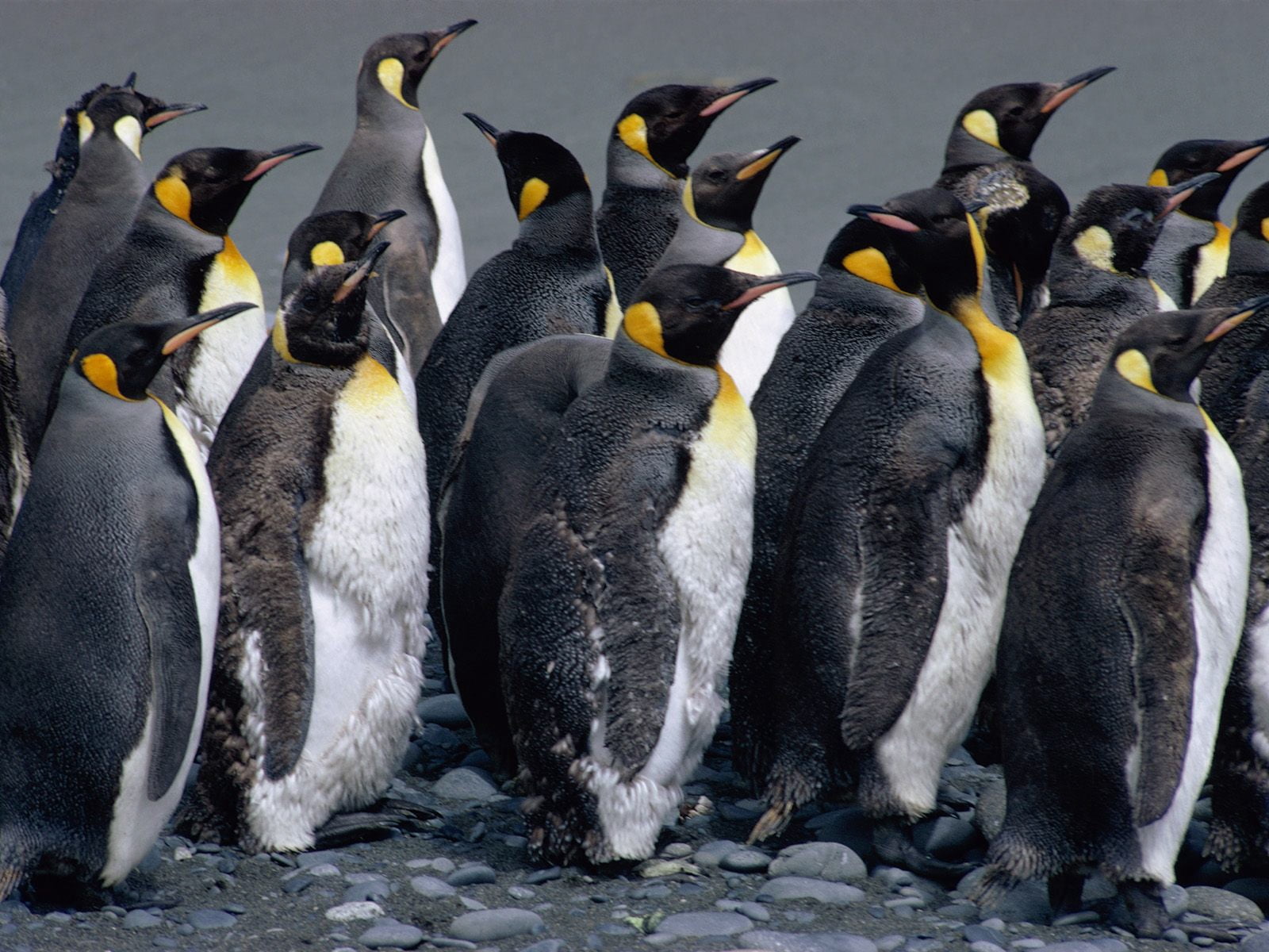 waddling, flightless Bird, cold temperature, 720P, animals In The Wild, large group of animals, nature, polar Climate, standing, south Pole, close-up, HD Wallpaper