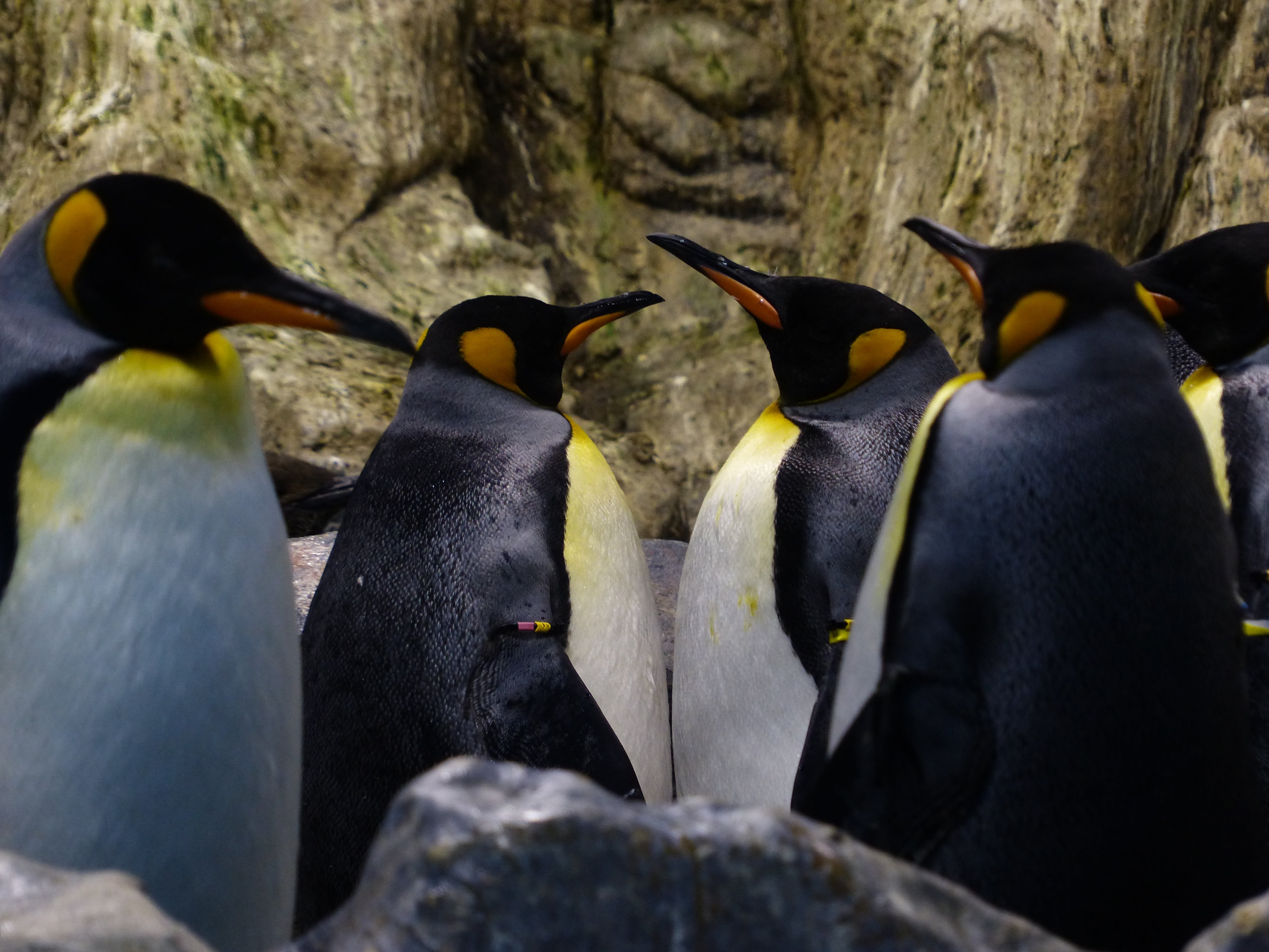 animal, king penguins, large penguins, animal family, solid, waddling, focus on foreground, animal wildlife, wait, rock - object, no people, day, look, HD Wallpaper