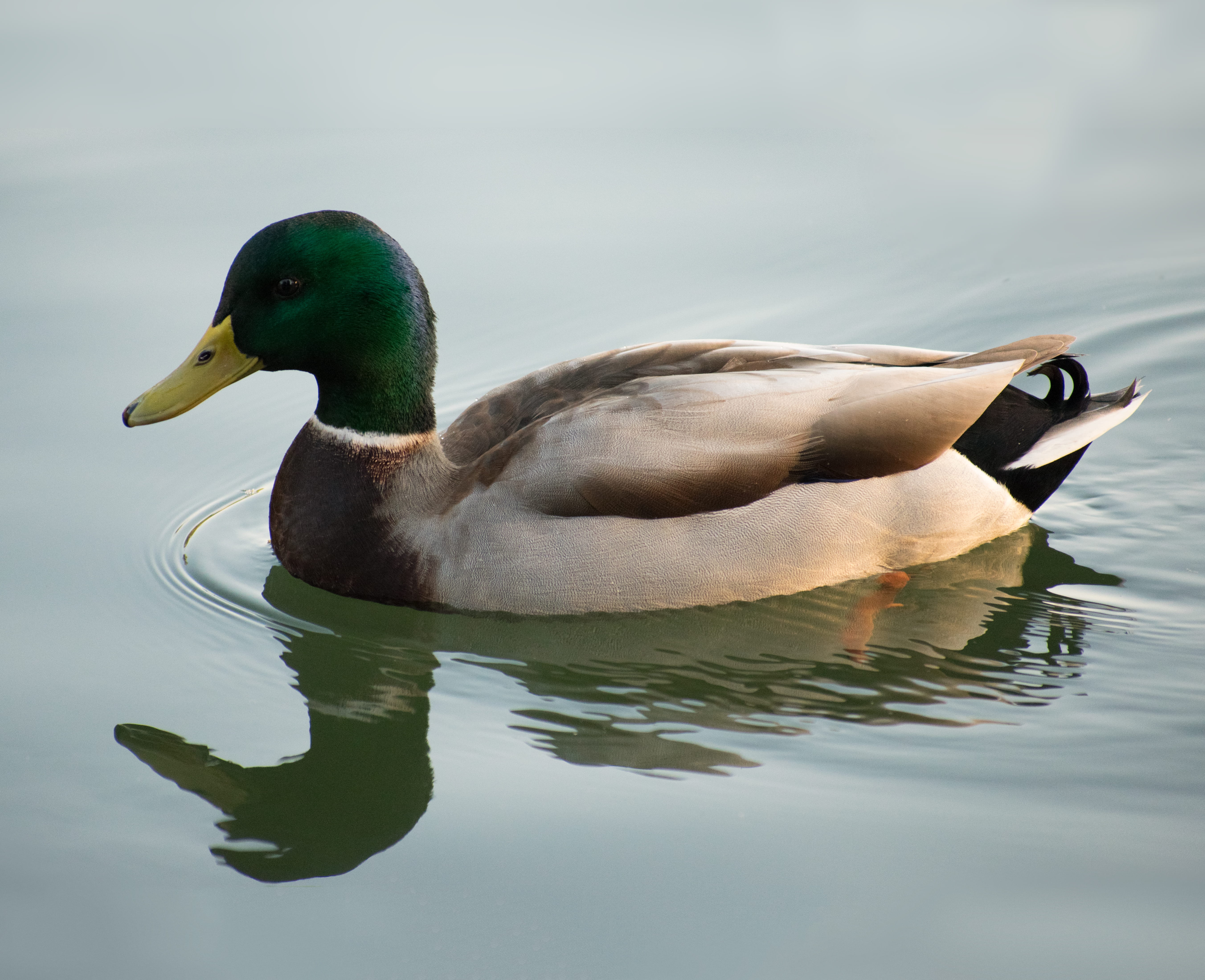 lake merritt, animal, reflection, autumnal, swimming, mallard, pattern, green, waddle, animals in the wild, diving, vertebrate, 5K, united states, nature, HD Wallpaper