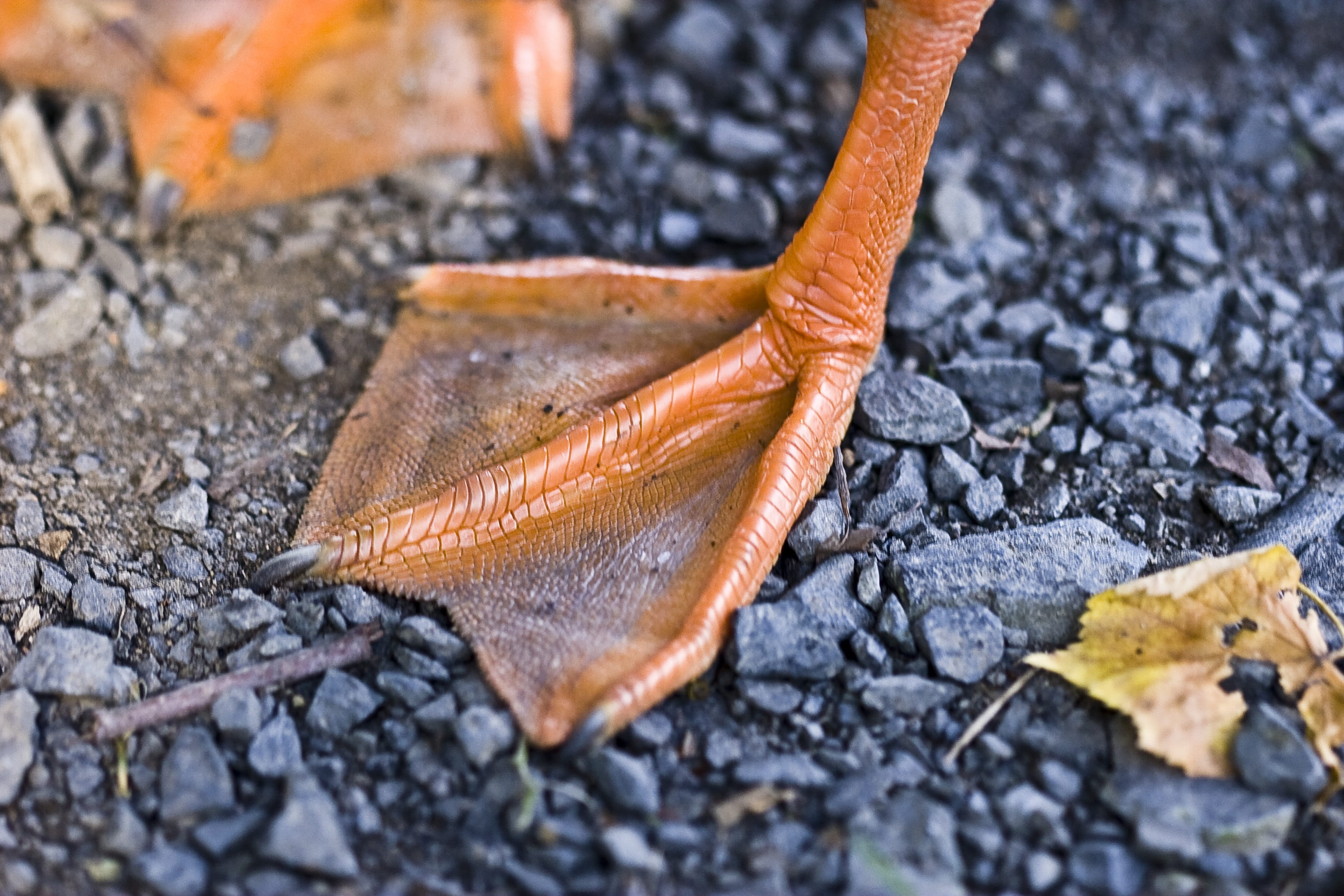 plumage, selective focus, fragility, duck foot, duck bird, nature, dry, Duck, 2K, no people, plant part, land, outdoors, vulnerability, high angle view, HD Wallpaper