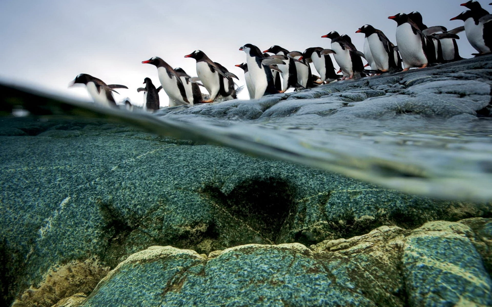 crowd, day, flightless Bird, water, large group of animals, solid, rock - object, wildlife, marine, south Pole, antarctica, outdoors, bird, standing, rock, HD Wallpaper