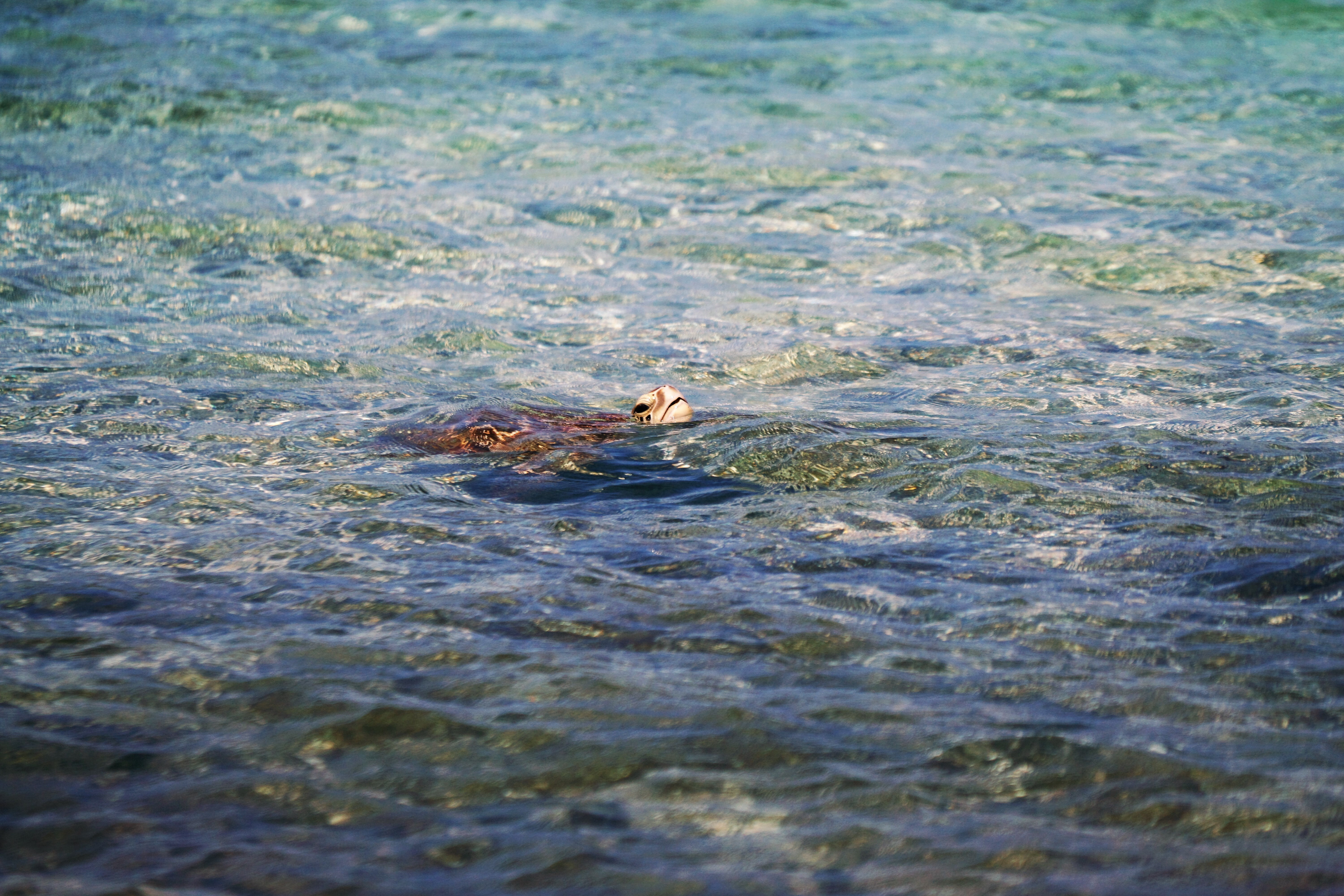 water, animal wildlife, waddle, swim, nature, body, adorable, beauty in nature, sea, no people, reptile, selective focus, wade, marine, one animal, outdoors, HD Wallpaper