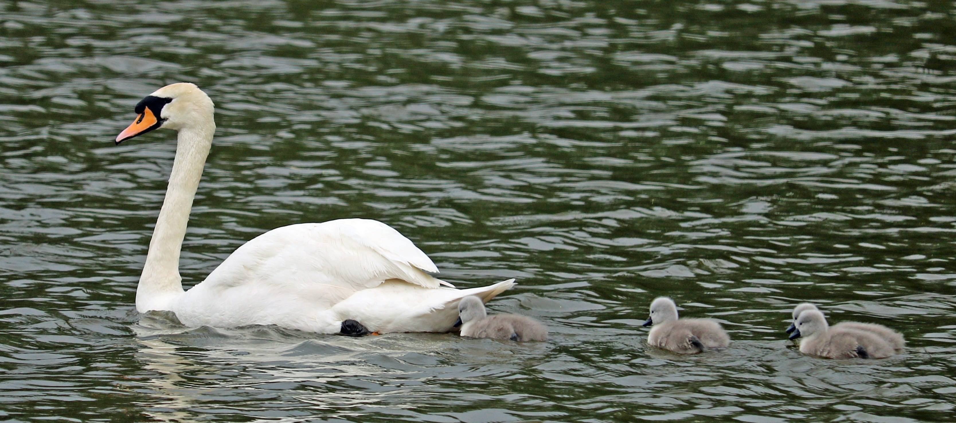 bird, animal neck, 2K, day, mute swan, floating on water, nature, daytime, group of animals, water bird, animal, swimming, water, three, mother, flock of birds, HD Wallpaper