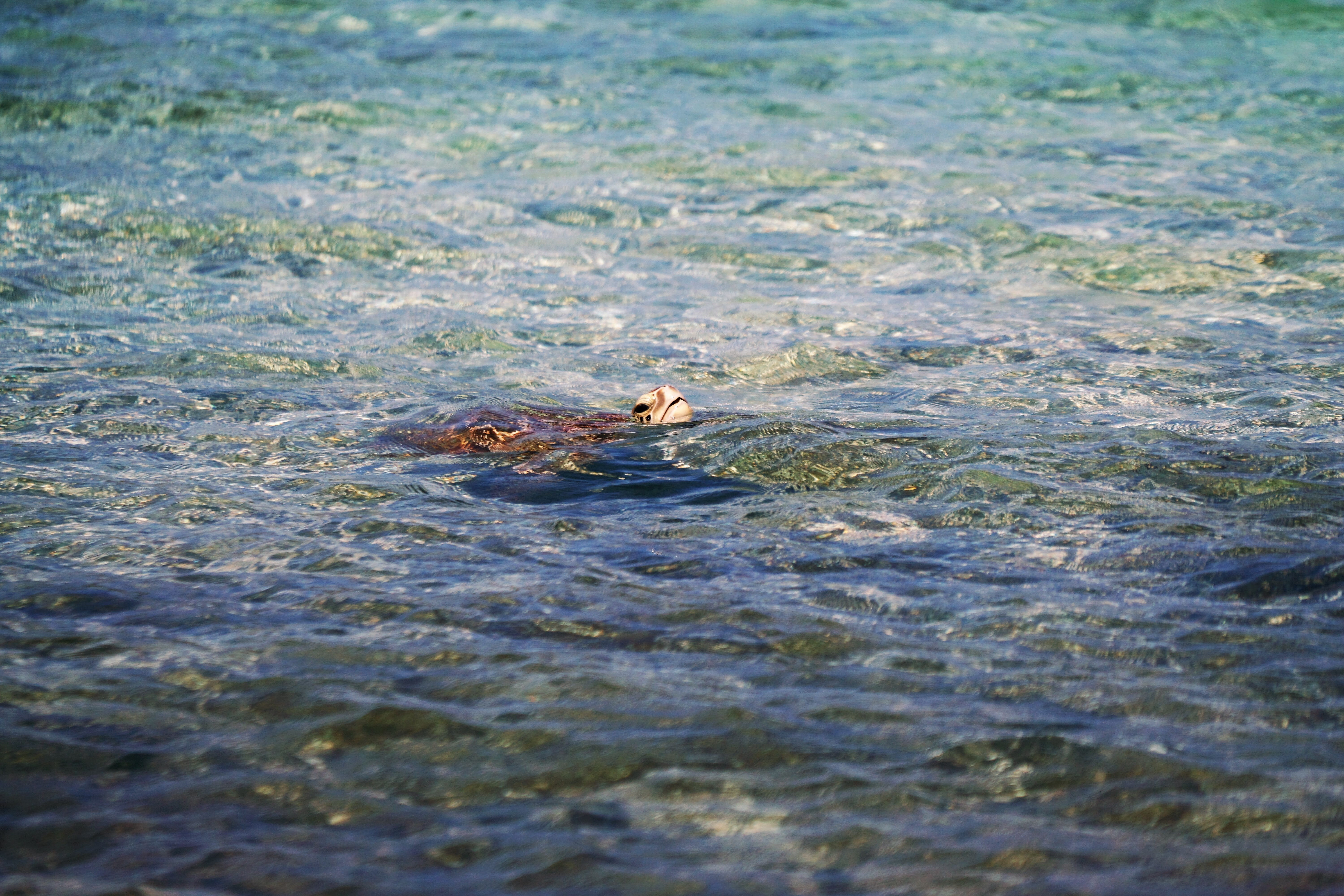 animal, nature, close-up, 5K, animals in the wild, waterfront, reptile, waddle, amphibians, tortoise, beauty in nature, animal wildlife, vertebrate, sea, HD Wallpaper